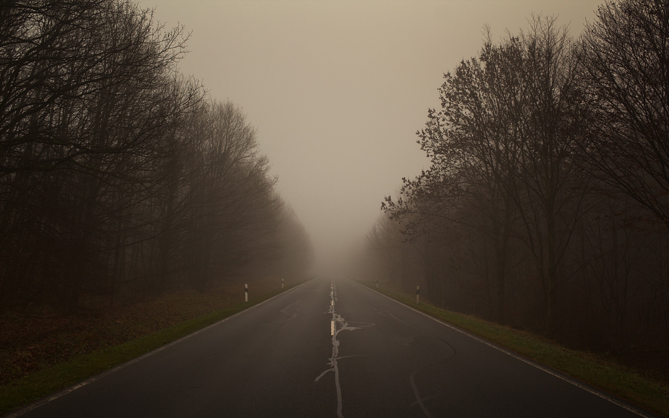 Road through a foggy forest HD Wallpaper