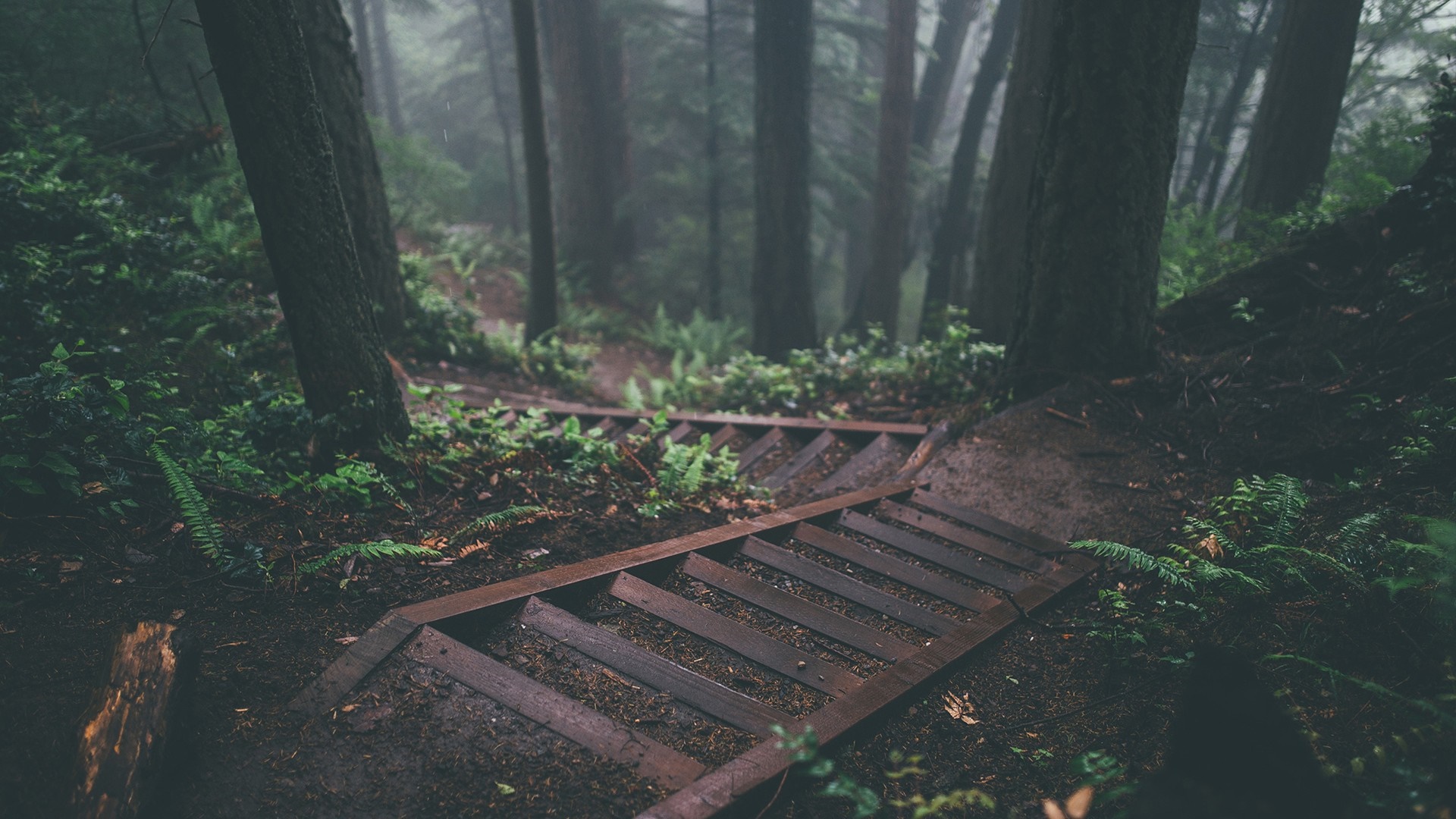 Wooden stairs descending into a misty forest HD Wallpaper