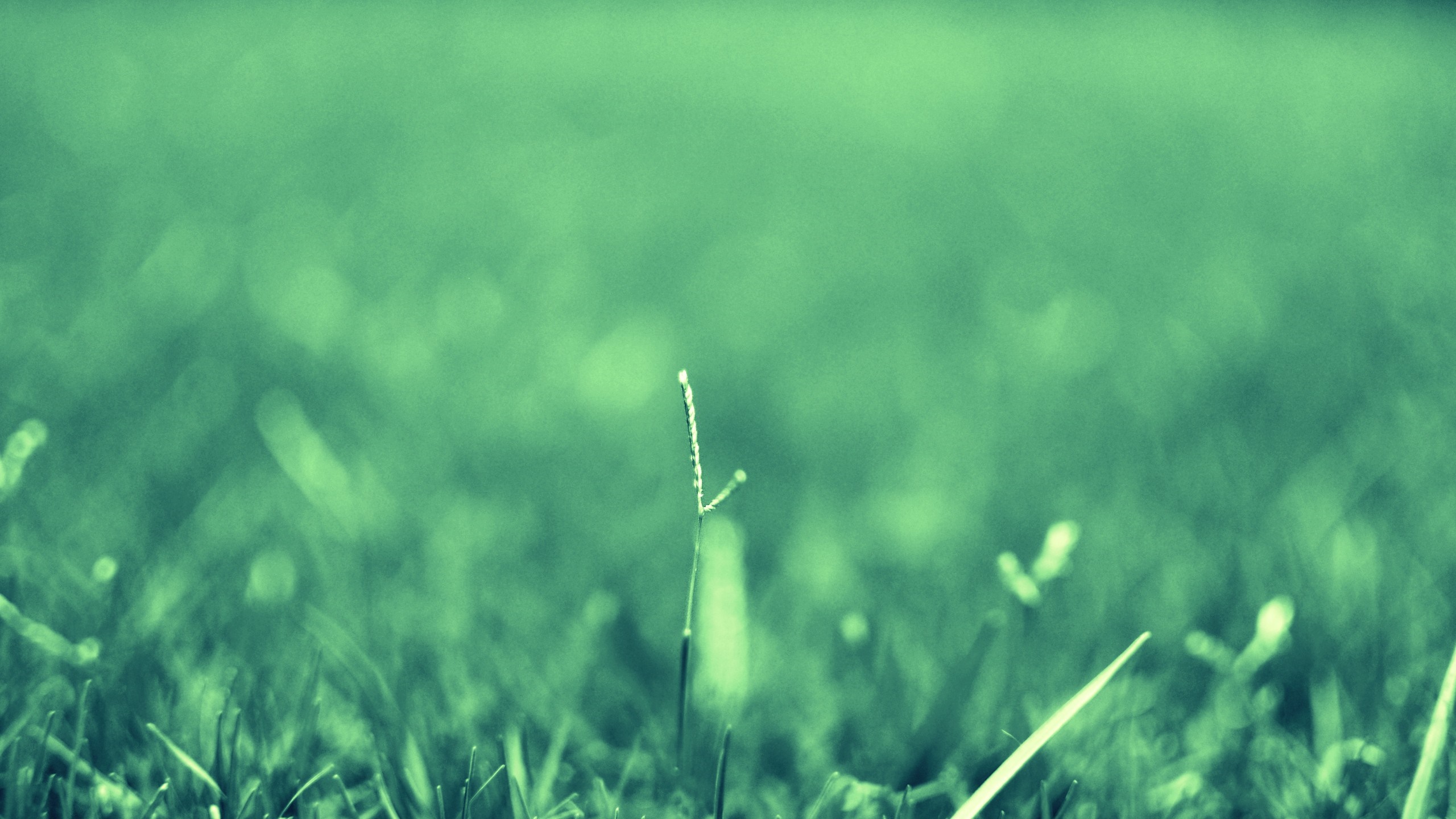 Close-up of a single blade of grass with dew drops HD Wallpaper