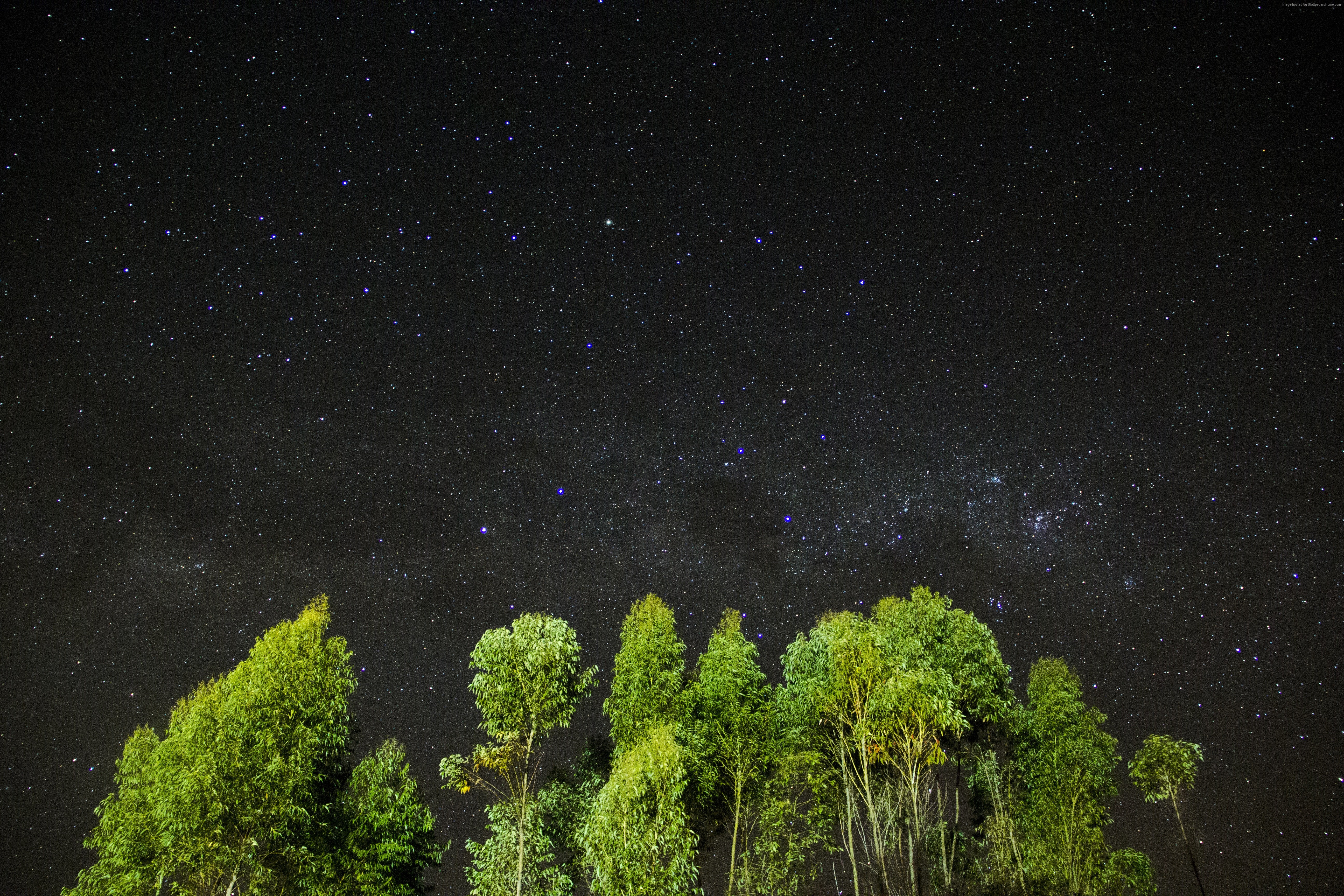 Trees silhouetted against a starry night sky HD Wallpaper