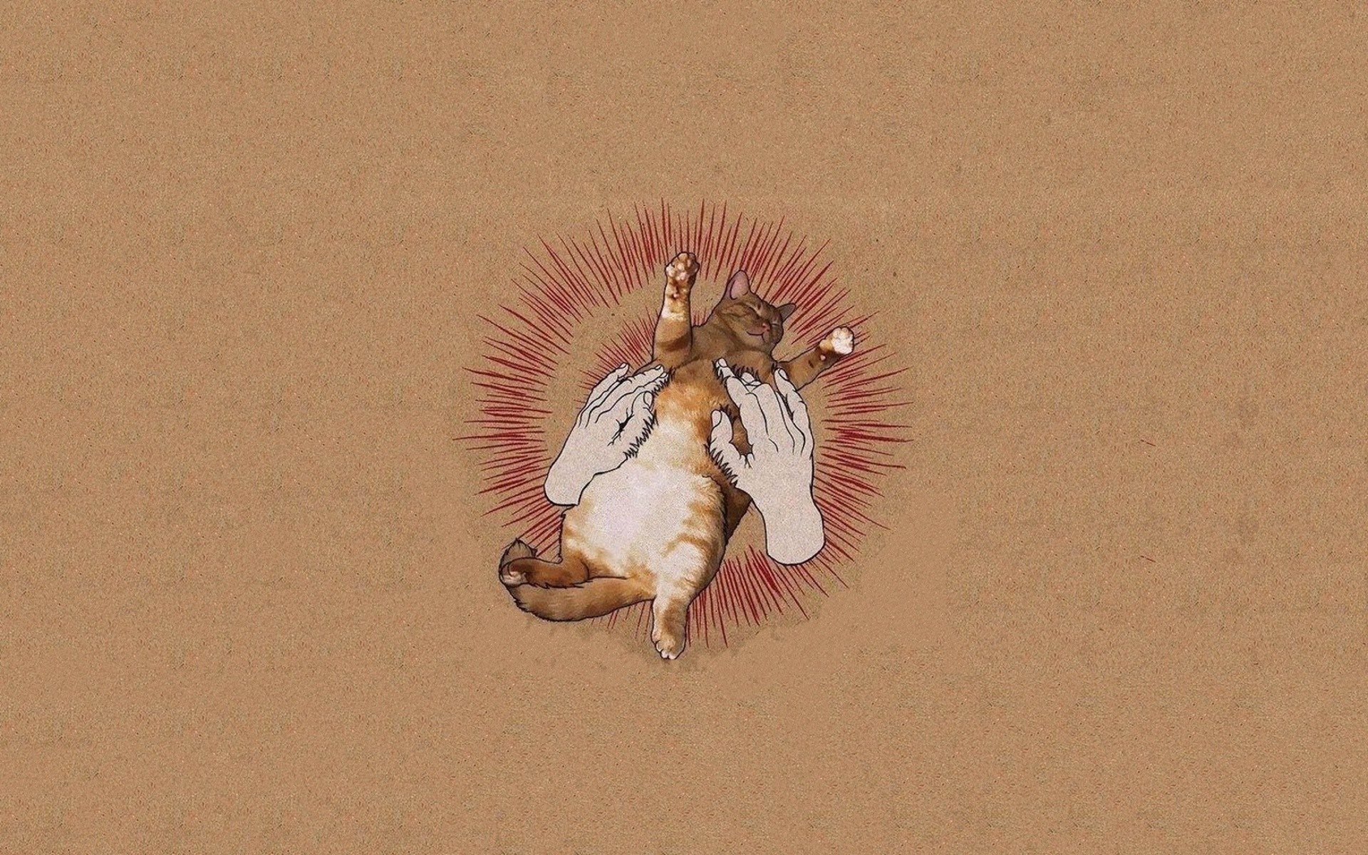 Cat being held by hands with red sunburst HD Wallpaper