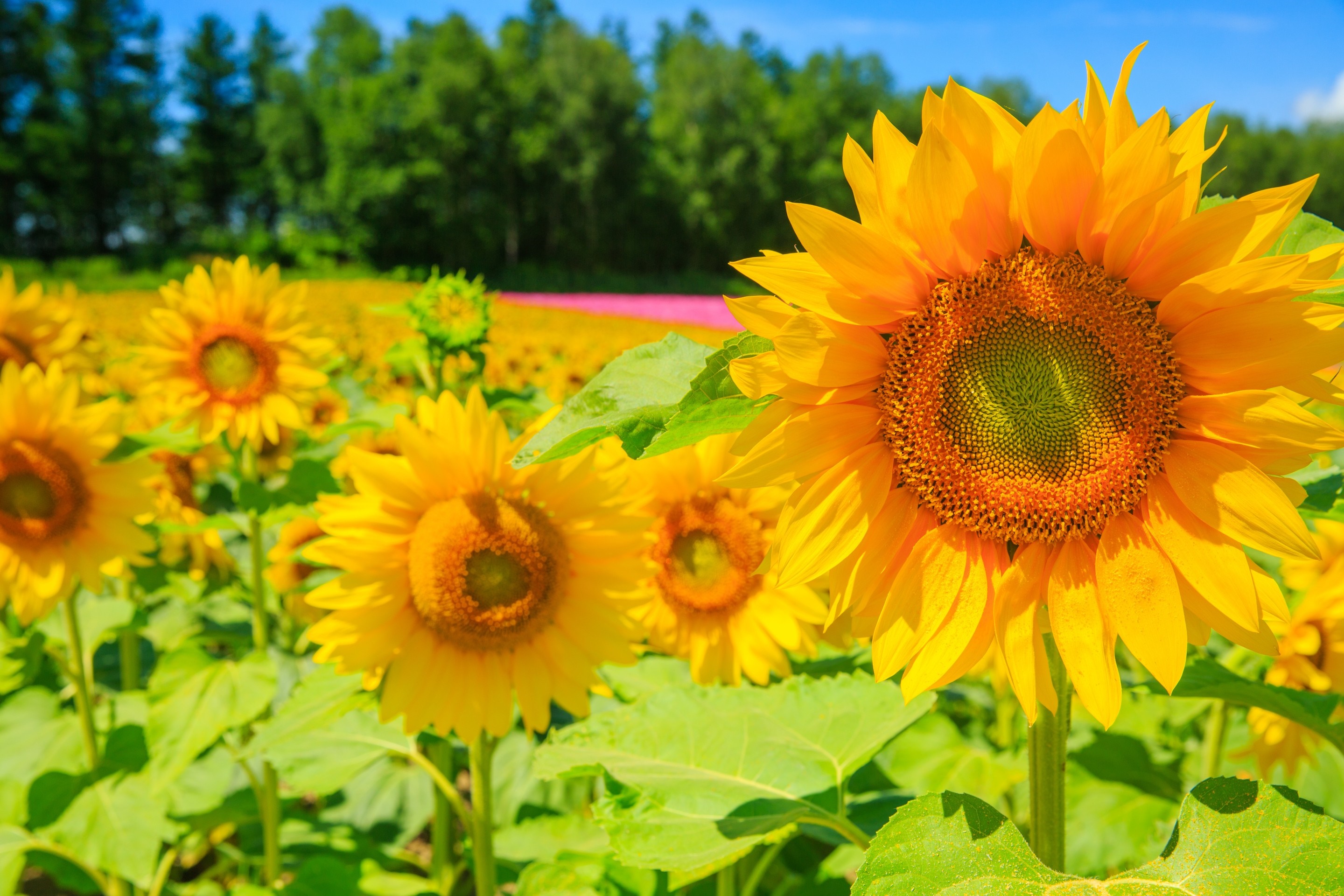 Field of sunflowers under a blue sky HD Wallpaper