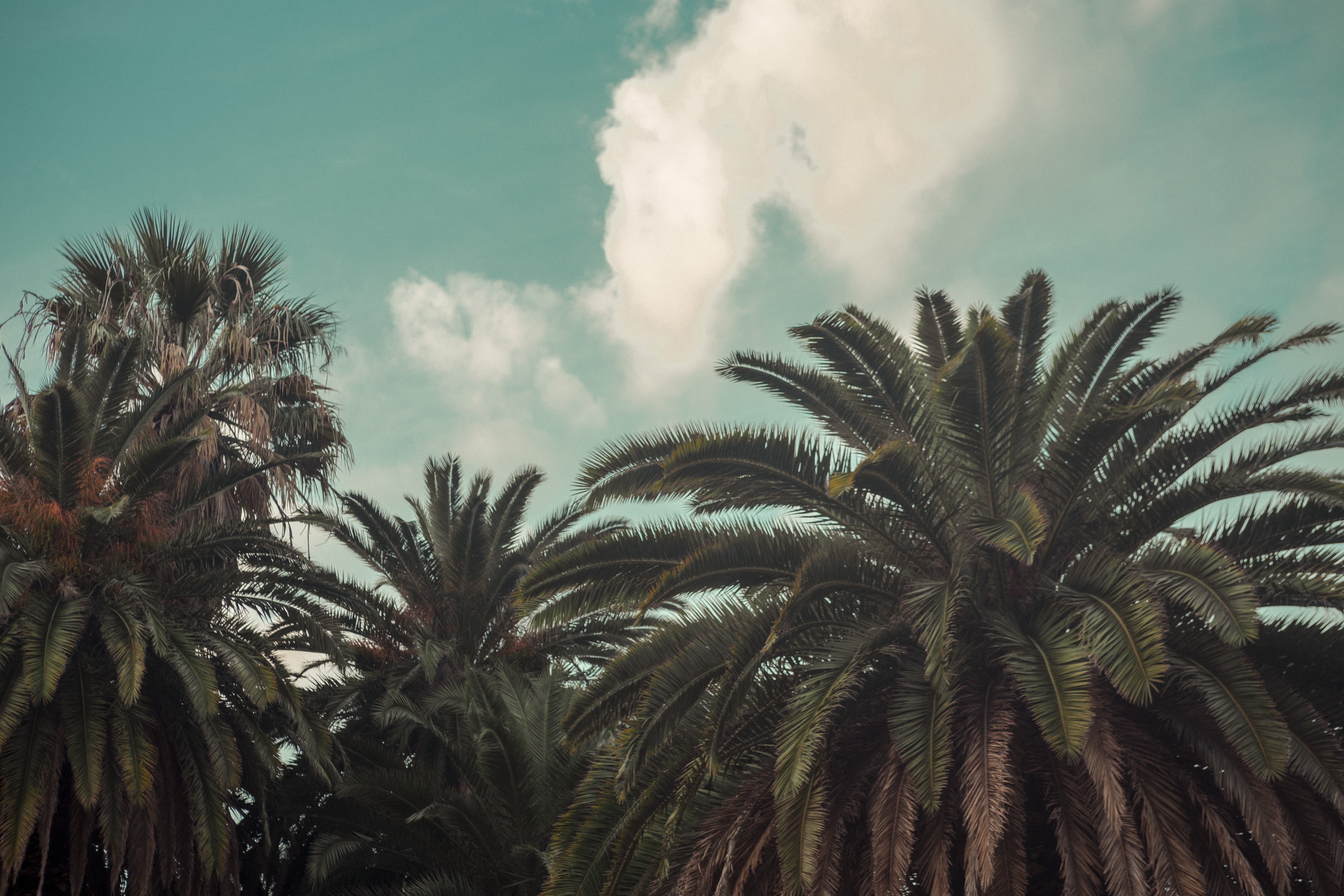 Palm trees against a cloudy sky HD Wallpaper