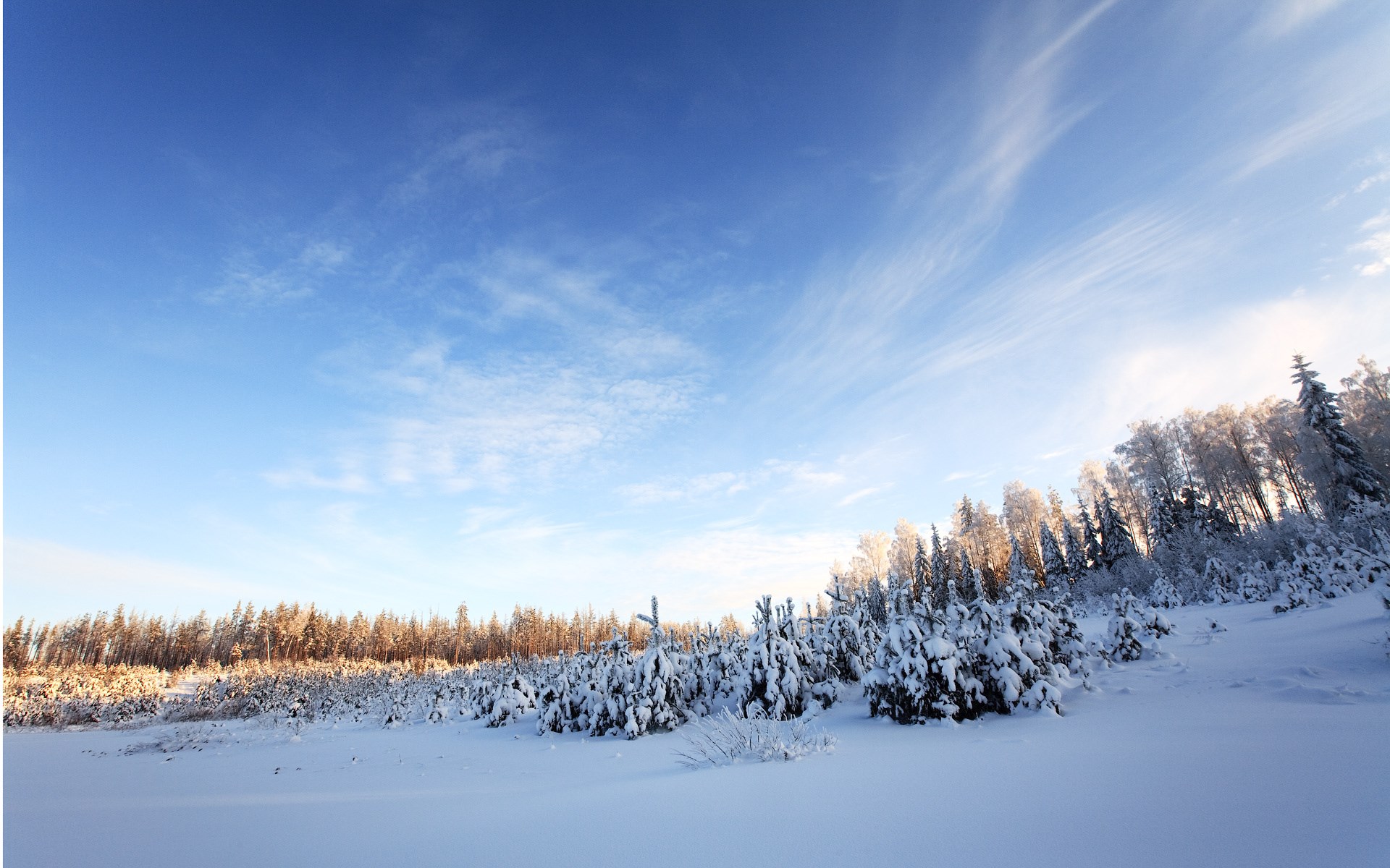 Snowy forest under a bright blue sky HD Wallpaper