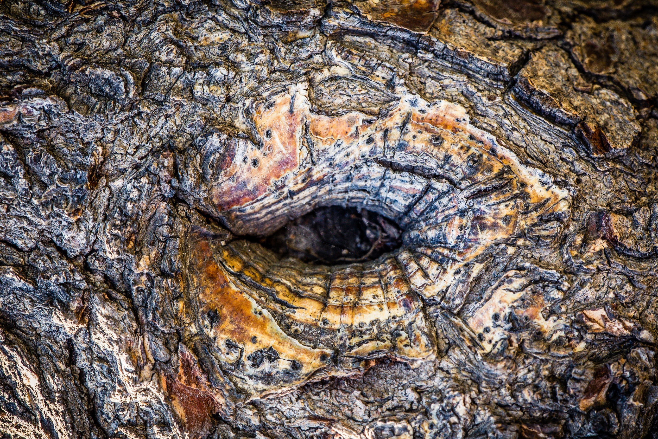 Close-up of a knot in a tree trunk HD Wallpaper