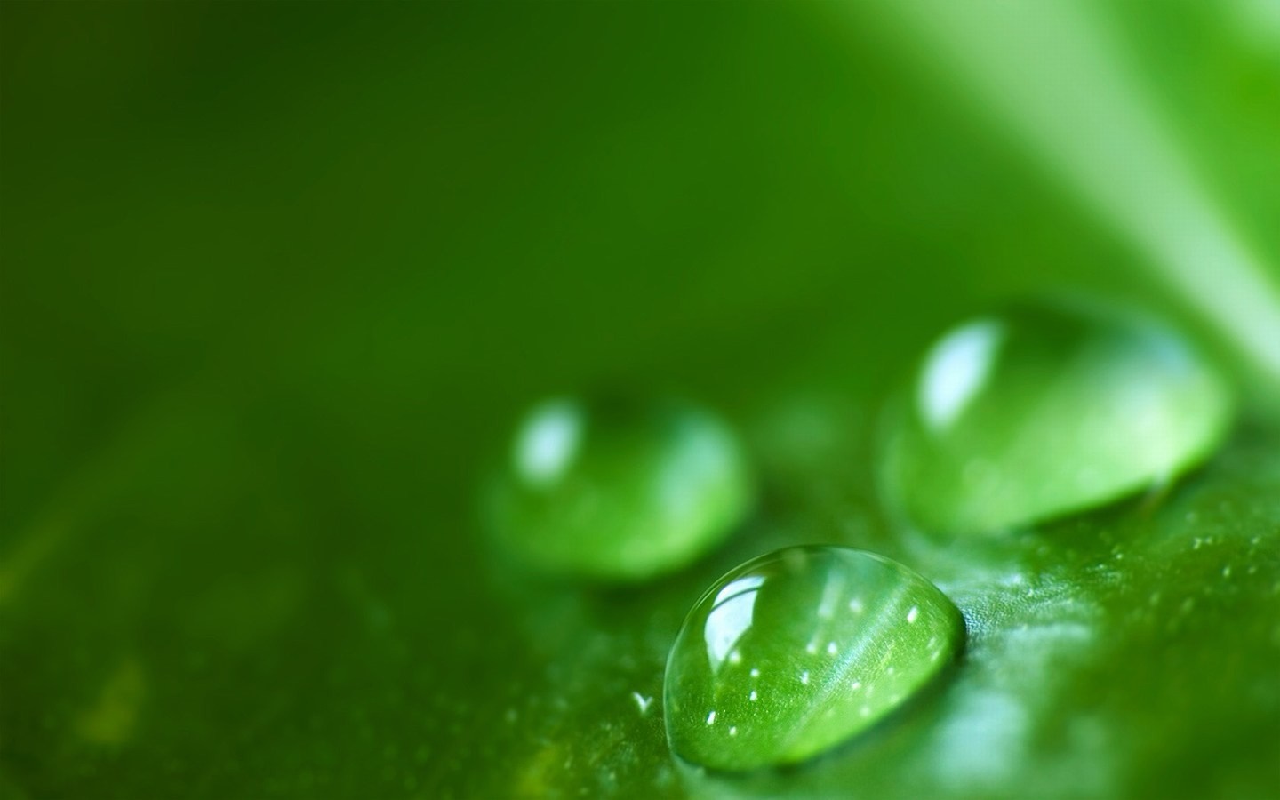 Close-up of water drops on a green leaf HD Wallpaper