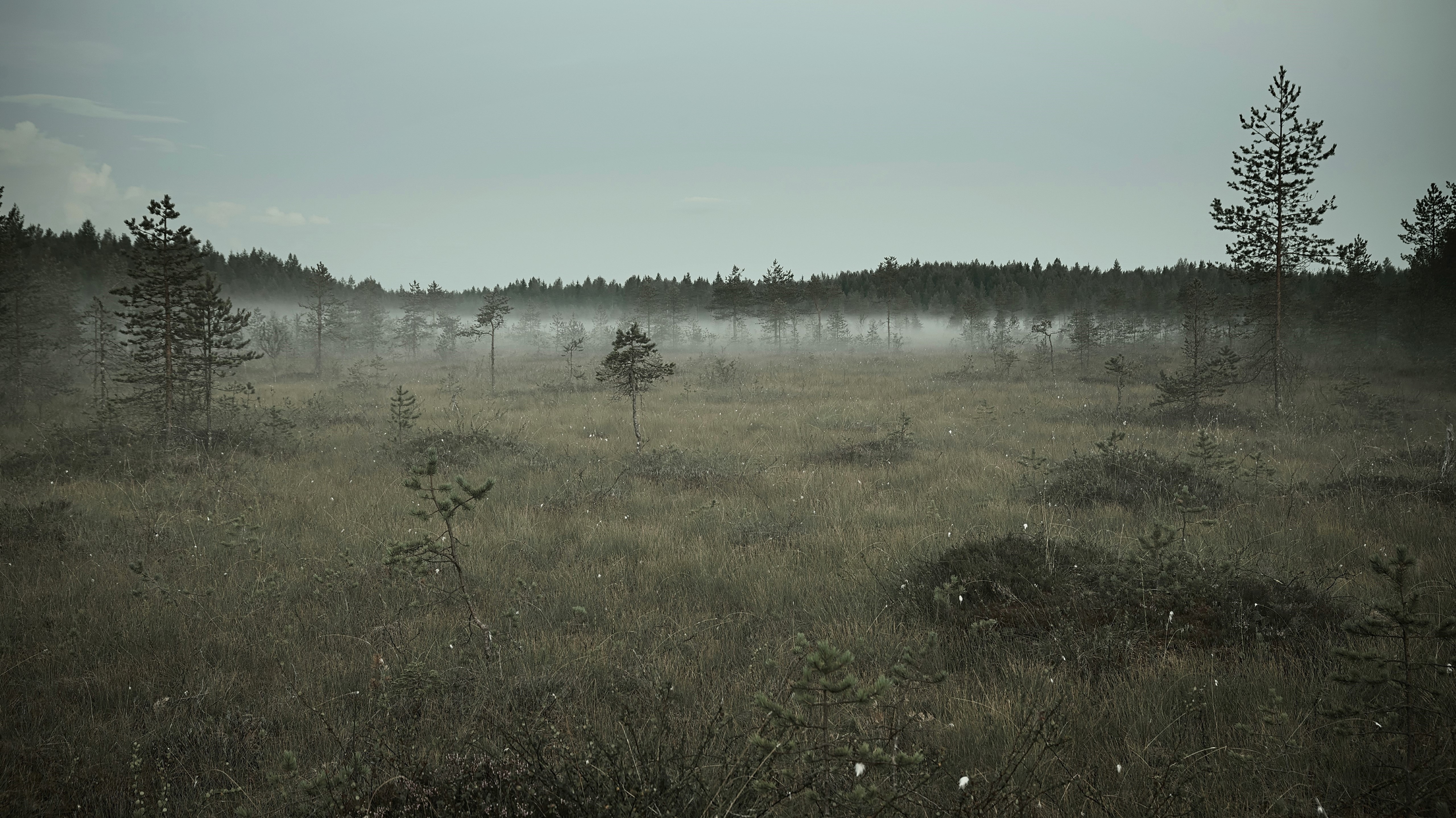 Misty swamp with pine trees and forest in the background HD Wallpaper