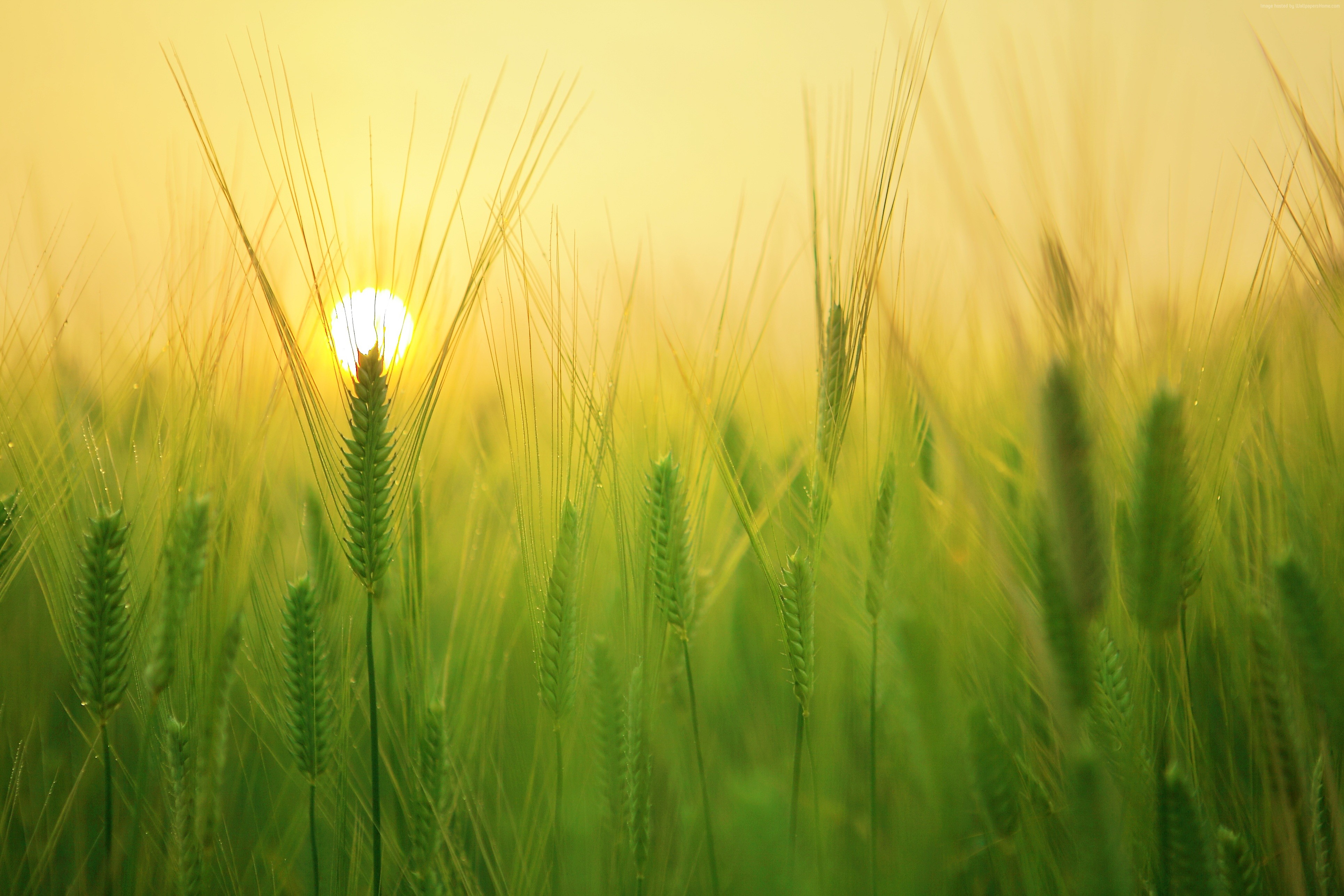 Sunrise over a green wheat field HD Wallpaper
