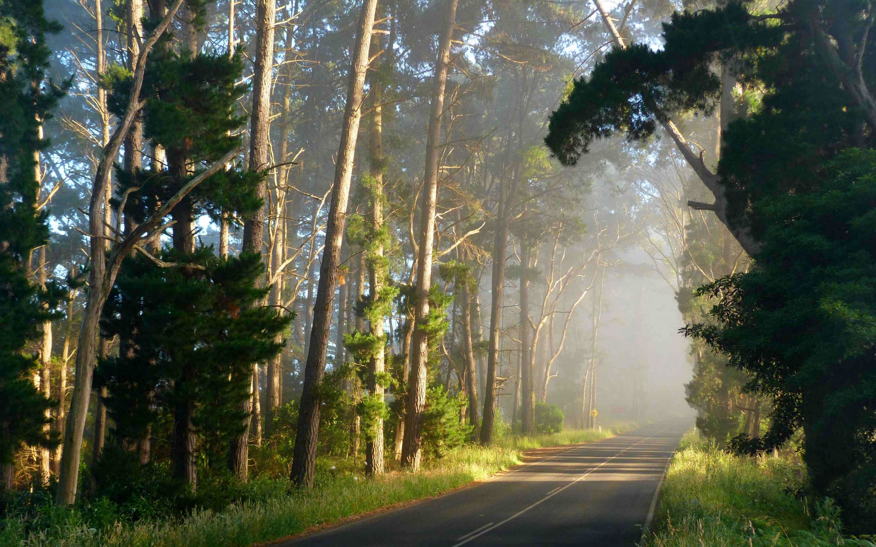 Road through a misty forest with sunlight HD Wallpaper