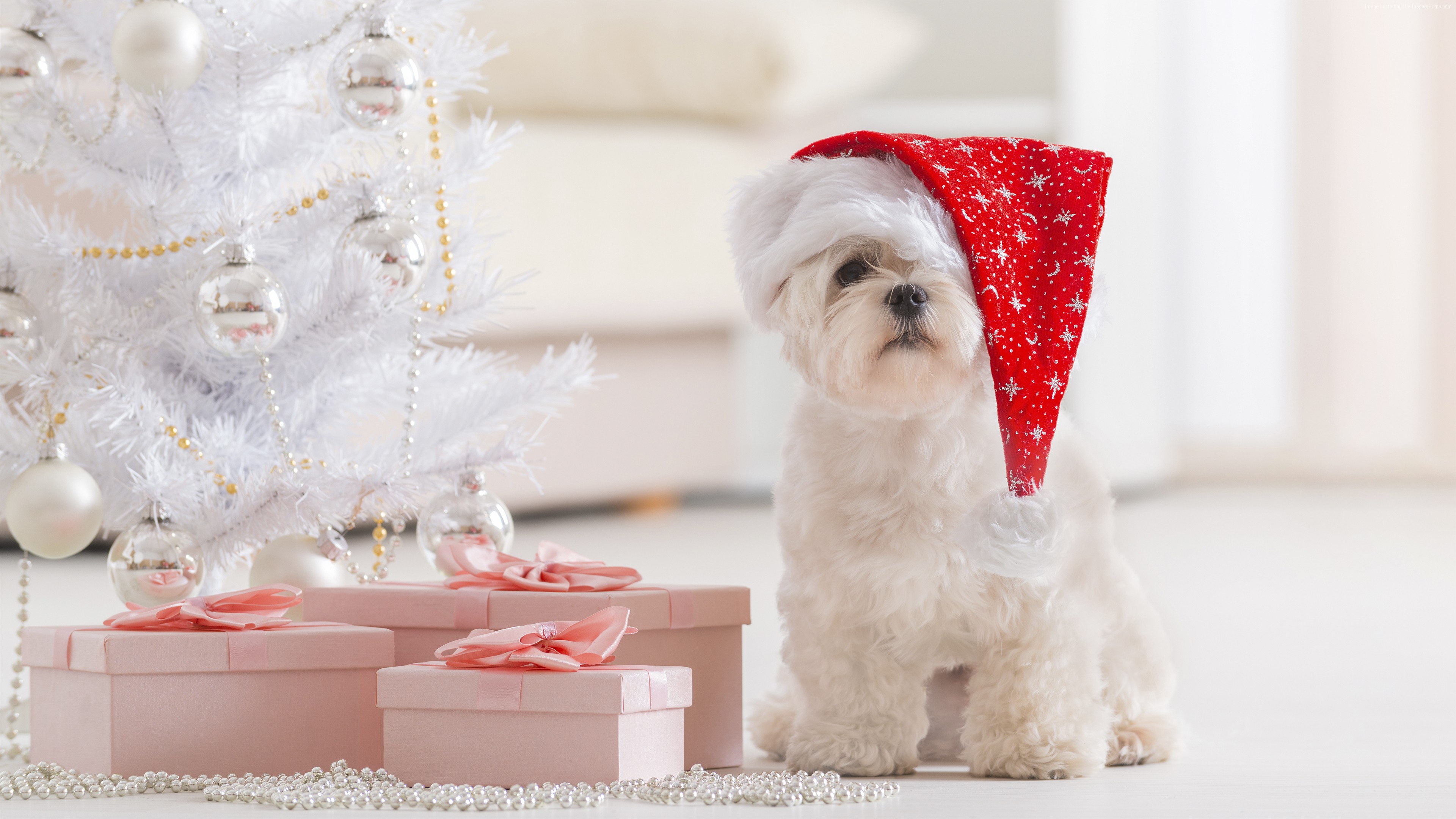 White dog in Santa hat with Christmas tree and gifts HD Wallpaper