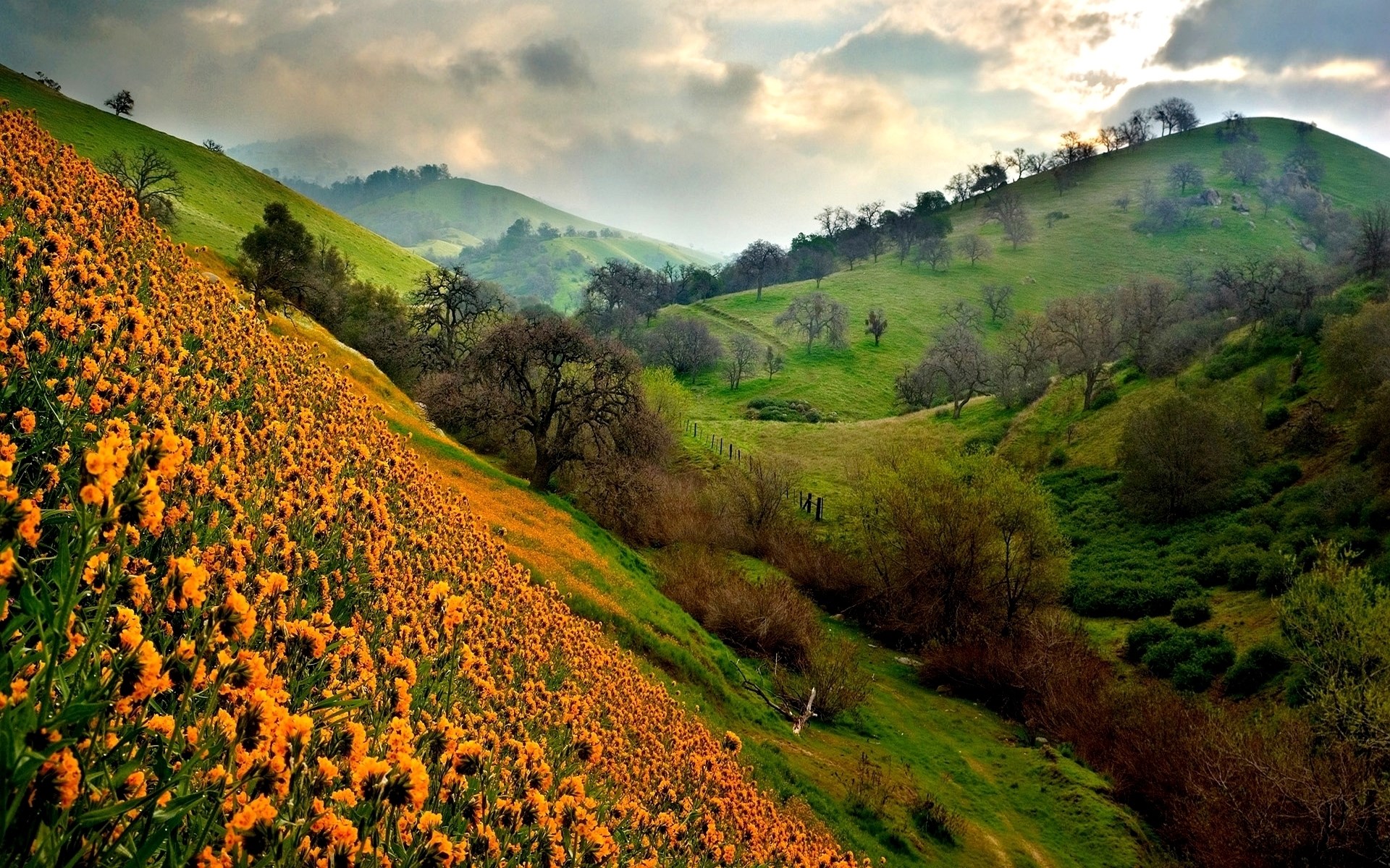 Rolling green hills covered in orange wildflowers HD Wallpaper
