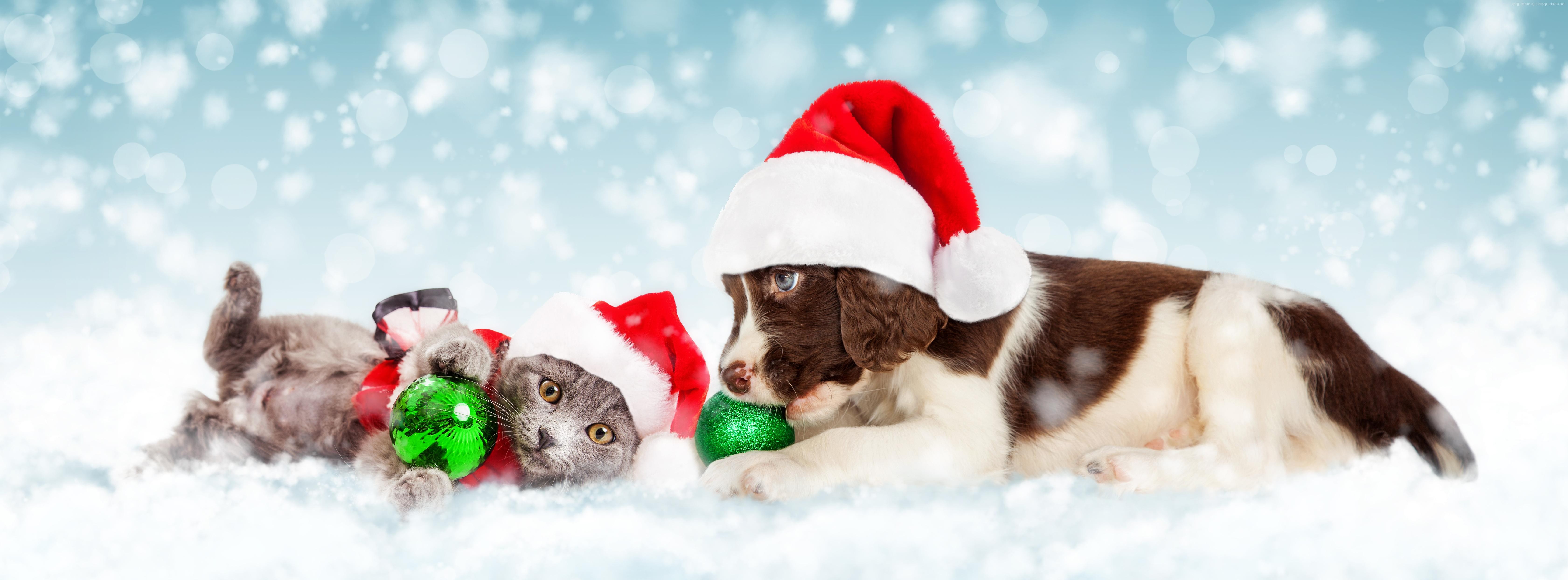 Cute kitten and puppy with Christmas hats and ornaments HD Wallpaper