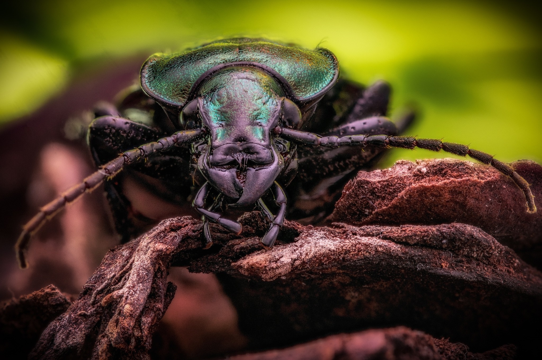Close-up macro photography of a green beetle on wood HD Wallpaper