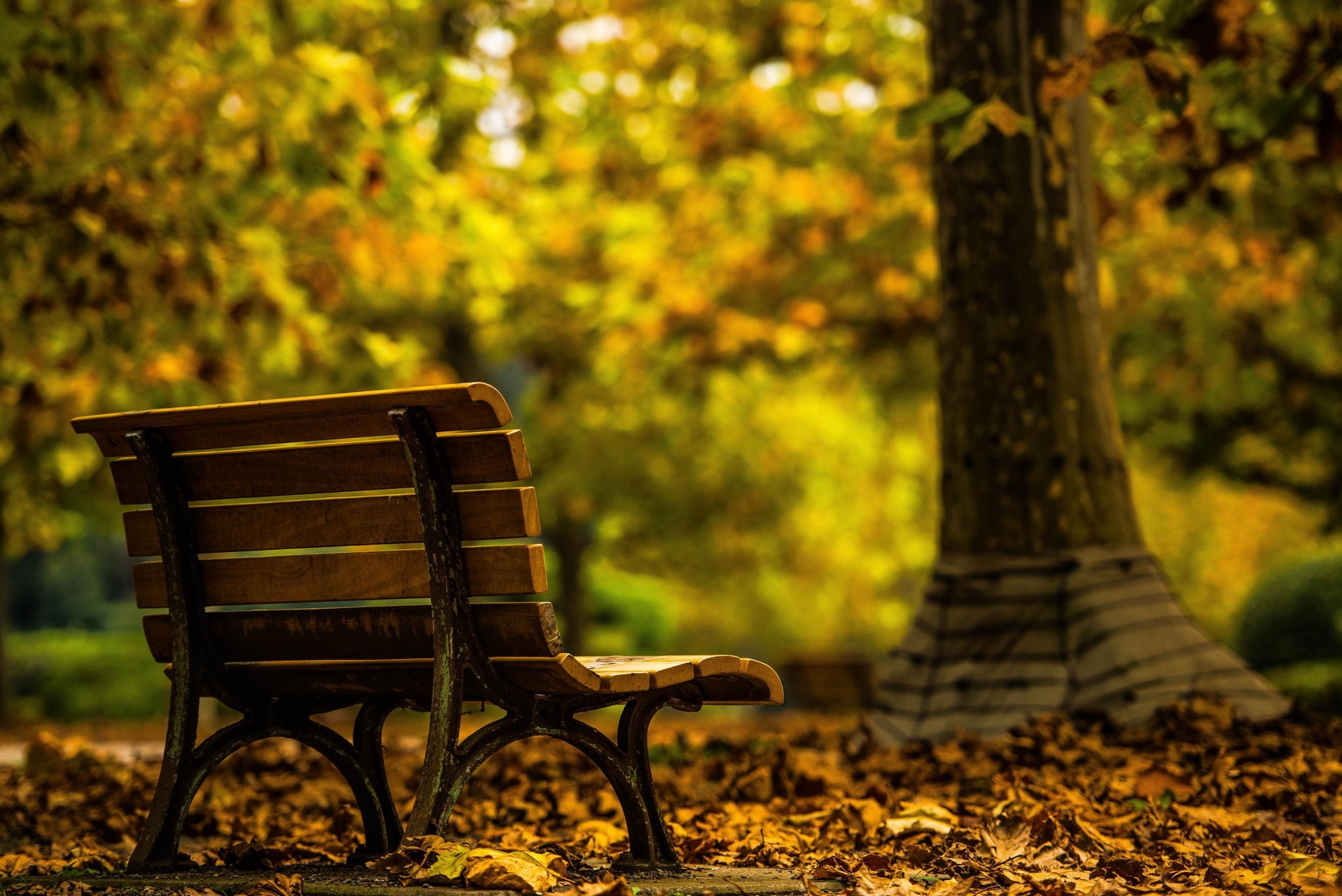 Wooden bench in an autumn park with fallen leaves HD Wallpaper