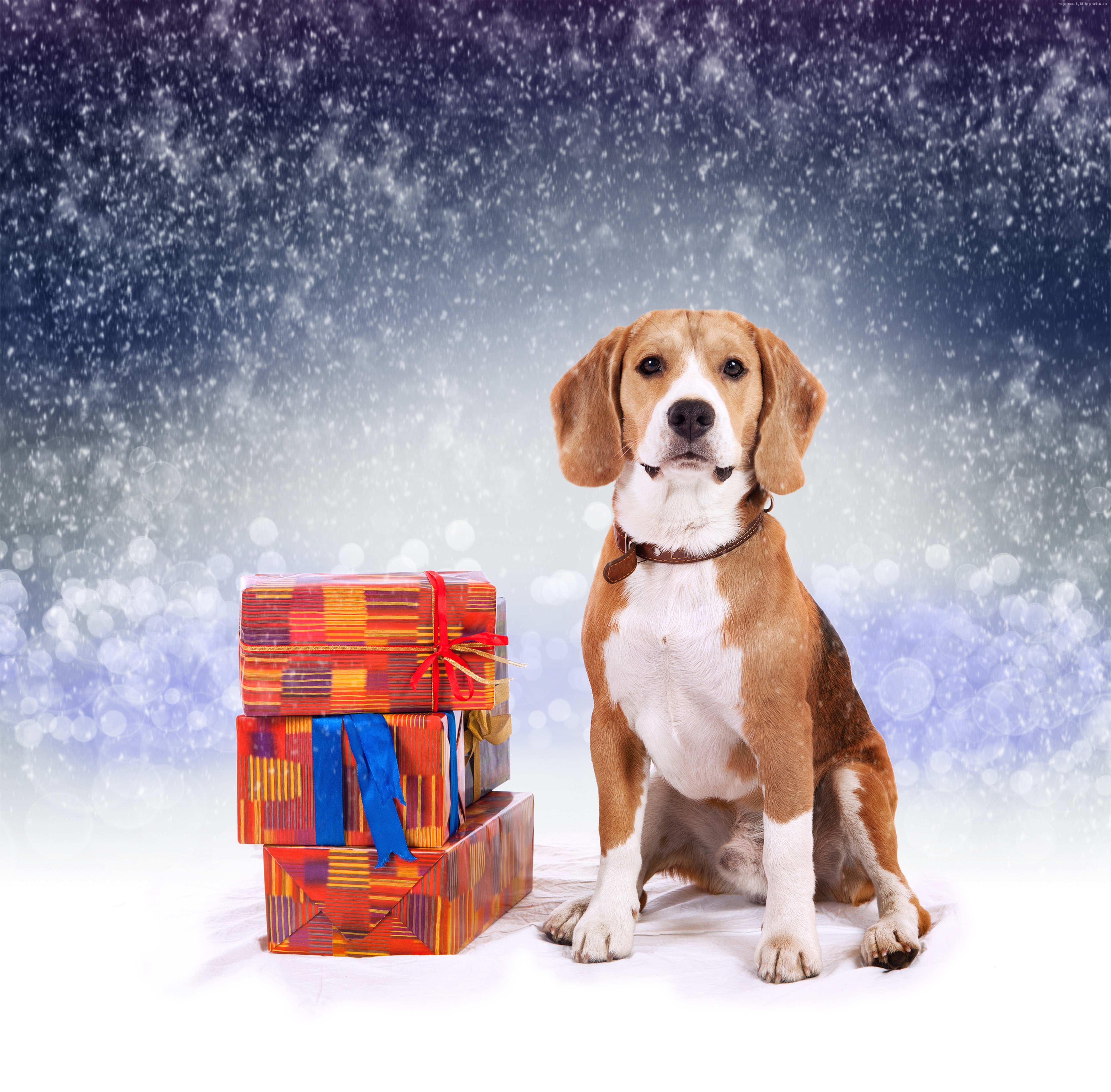 Beagle dog with Christmas gifts HD Wallpaper