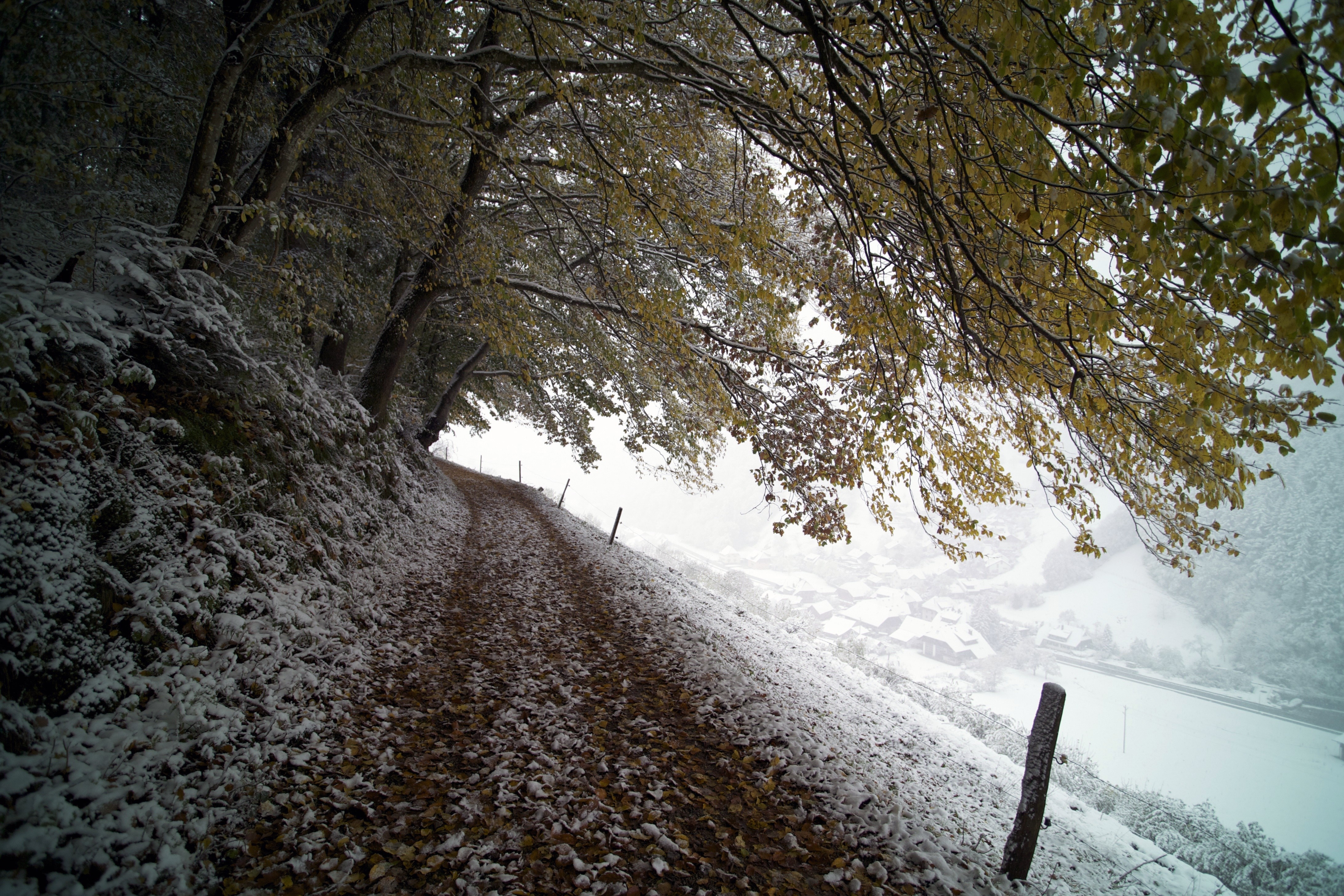 Snowy forest path with autumn leaves and a village below HD Wallpaper