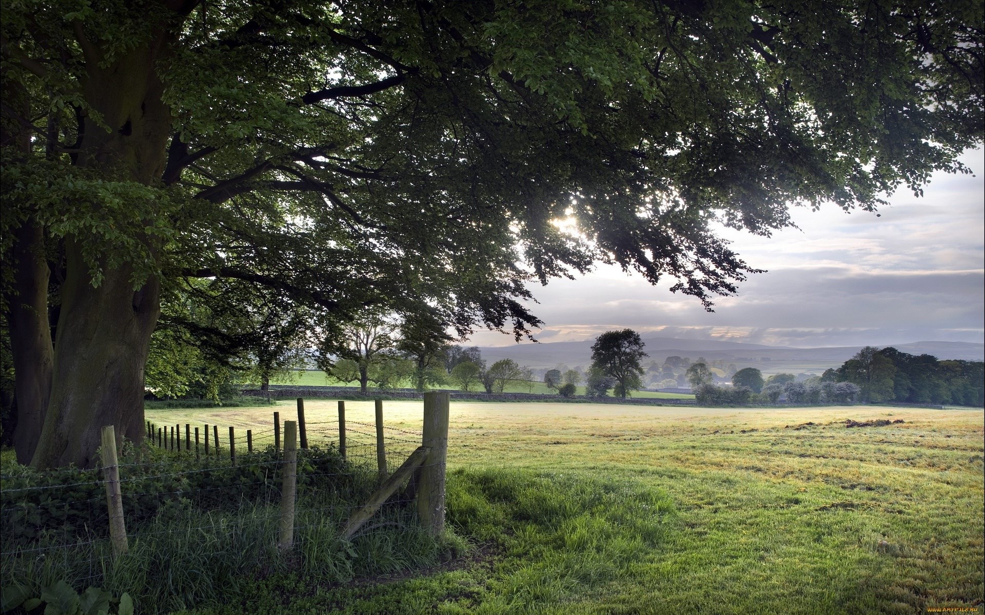 Pastoral landscape with trees and a fence HD Wallpaper