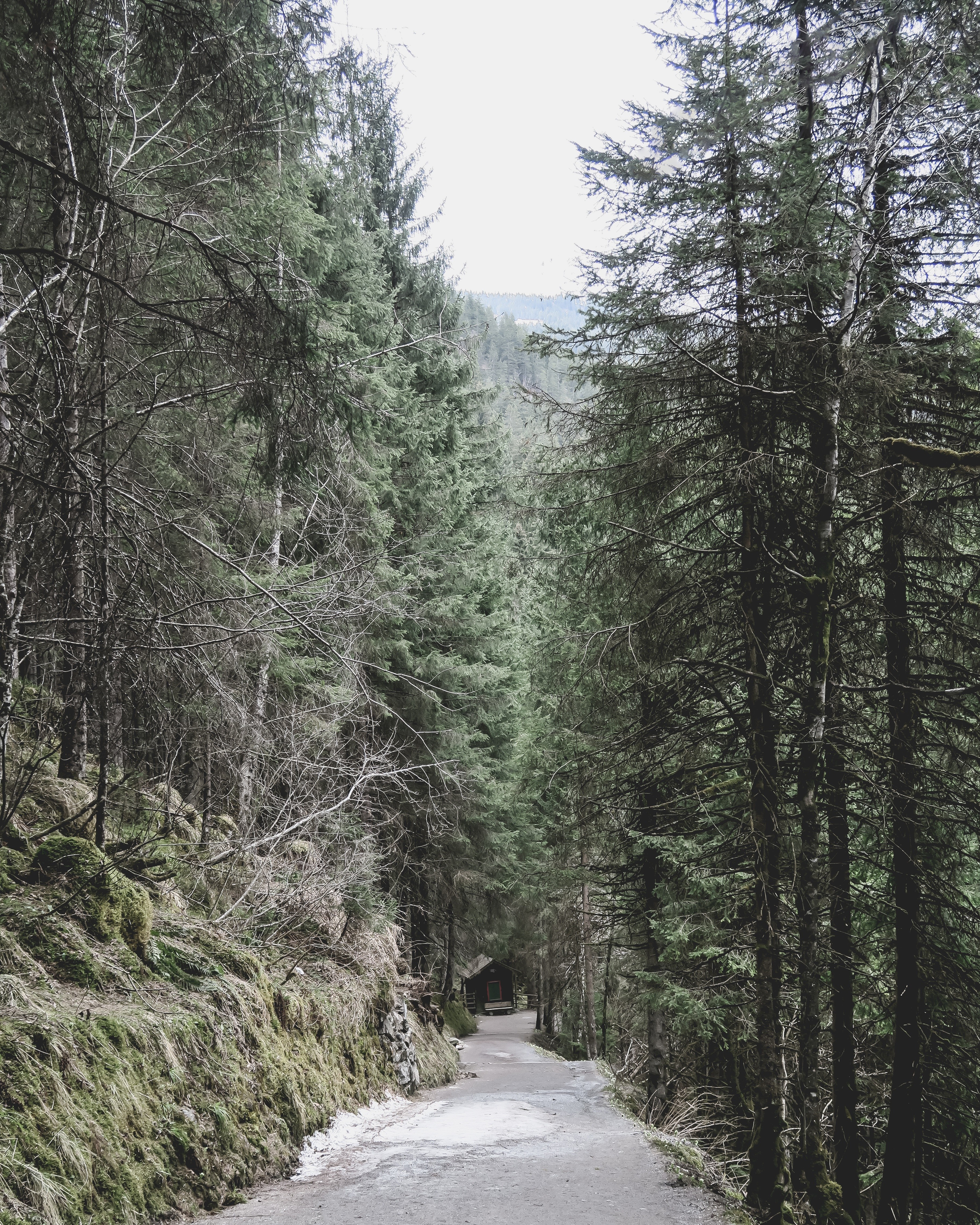 A path through a dense forest with a small cabin HD Wallpaper