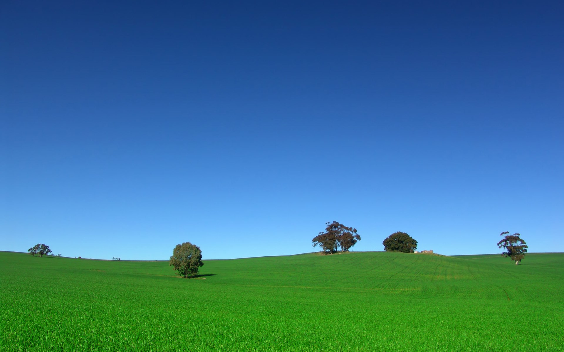 Green field with trees under a clear blue sky HD Wallpaper
