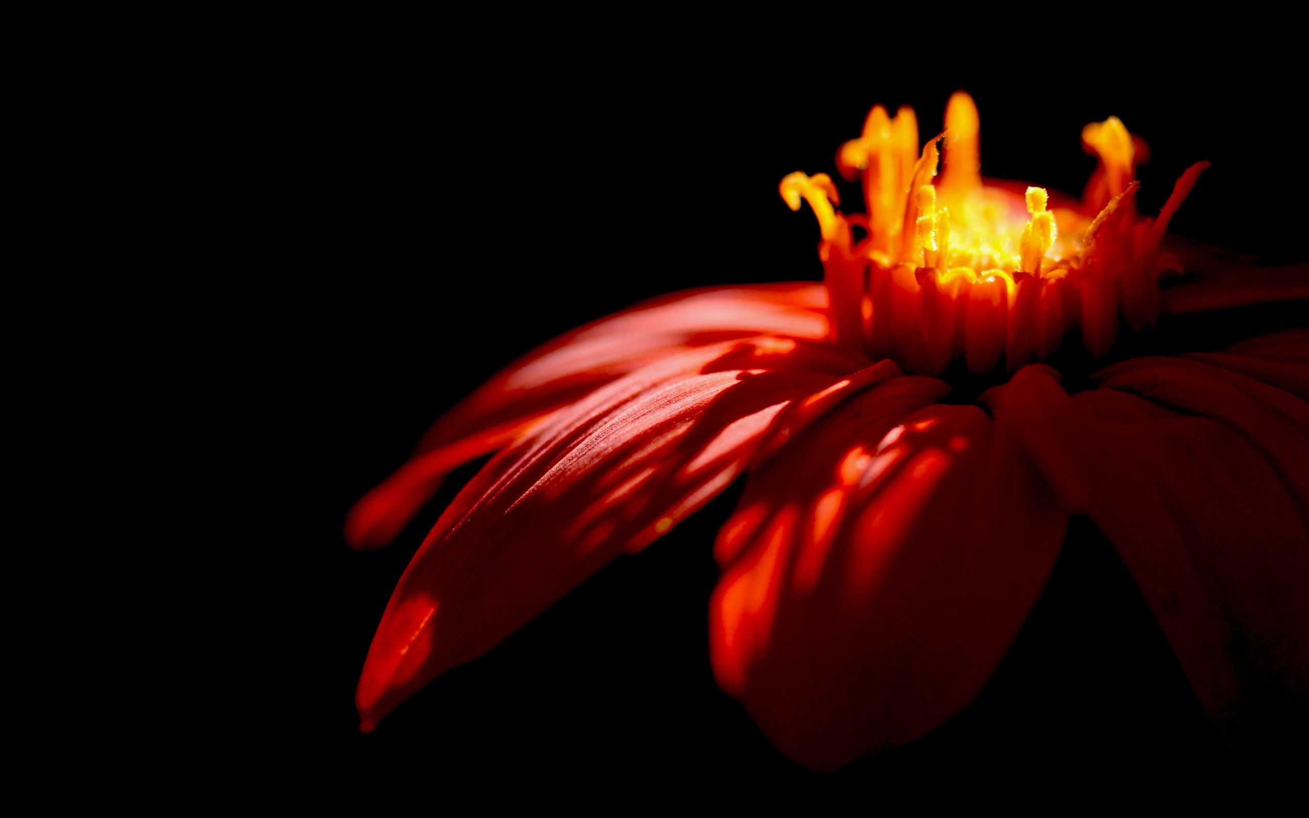 Close up of a red flower with yellow center HD Wallpaper