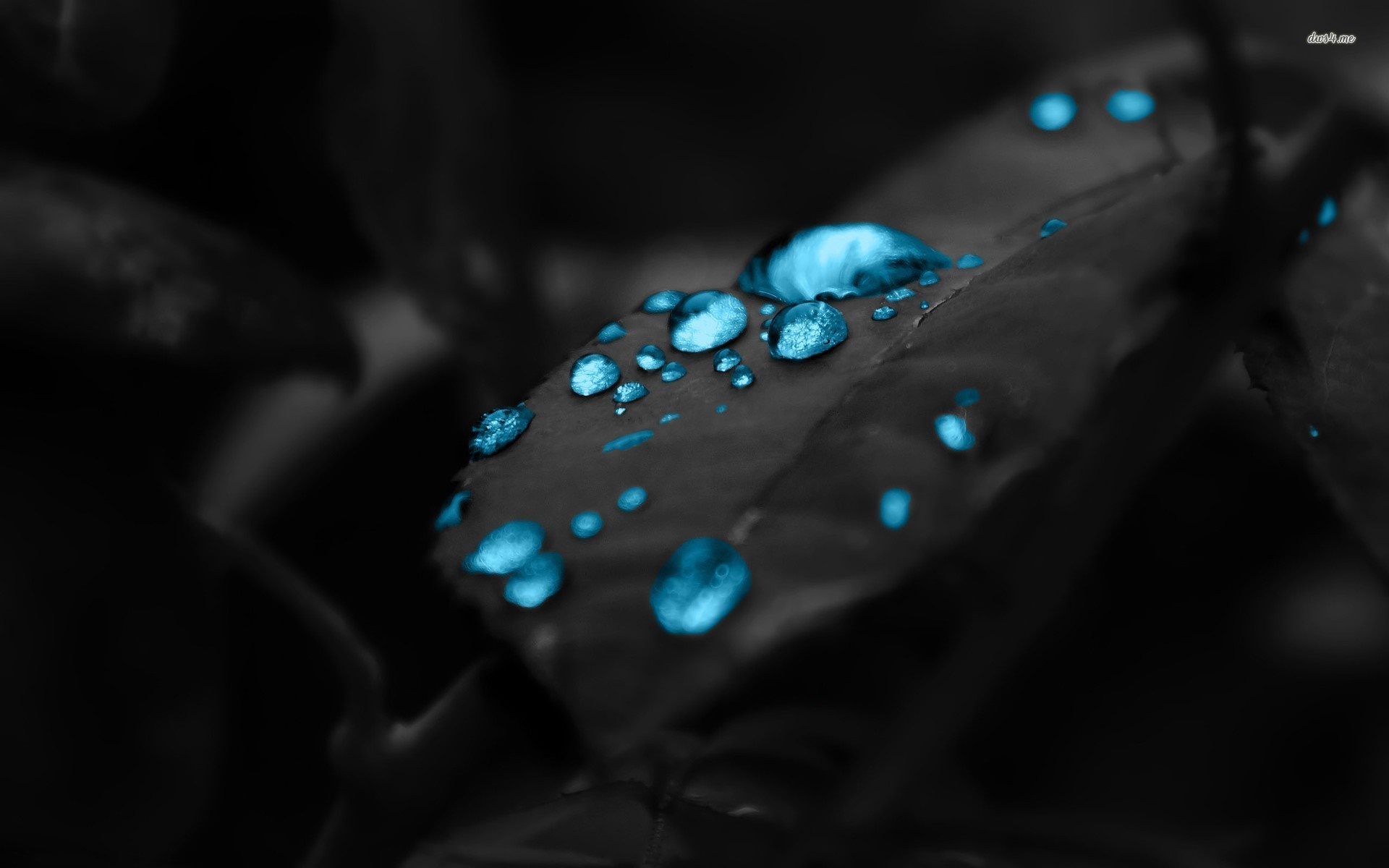 Close-up of blue water drops on a dark leaf HD Wallpaper