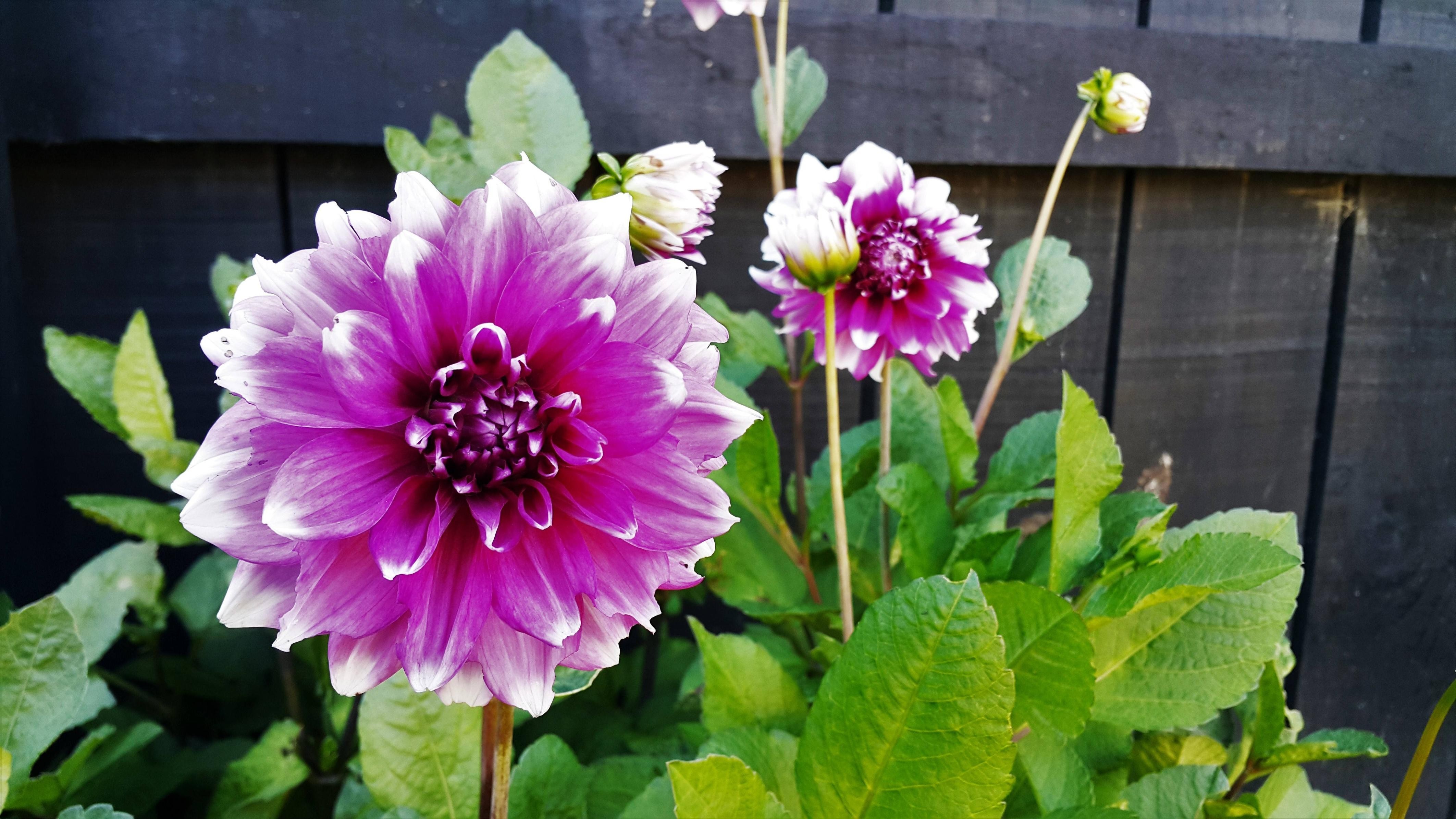 Purple and white dahlia flowers in front of a dark wooden fence HD Wallpaper
