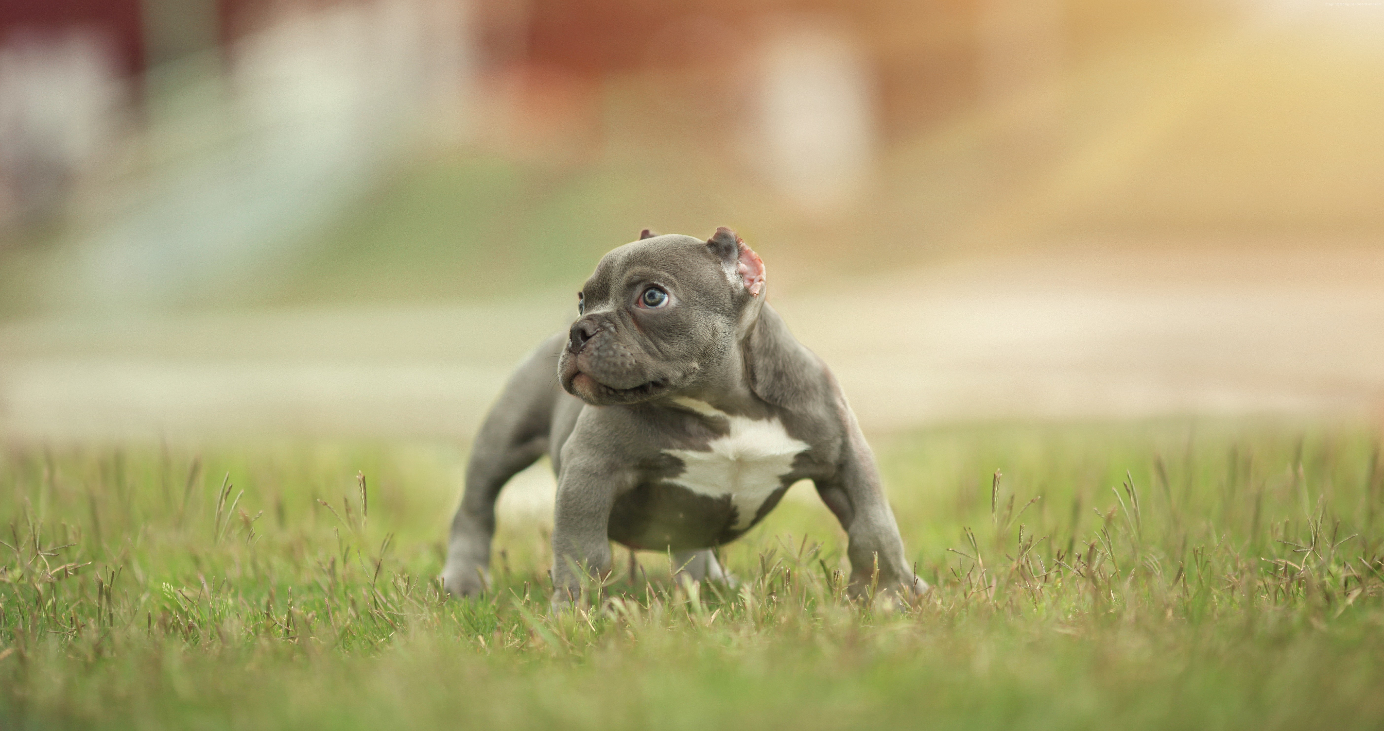 Gray American Bully puppy in grass HD Wallpaper