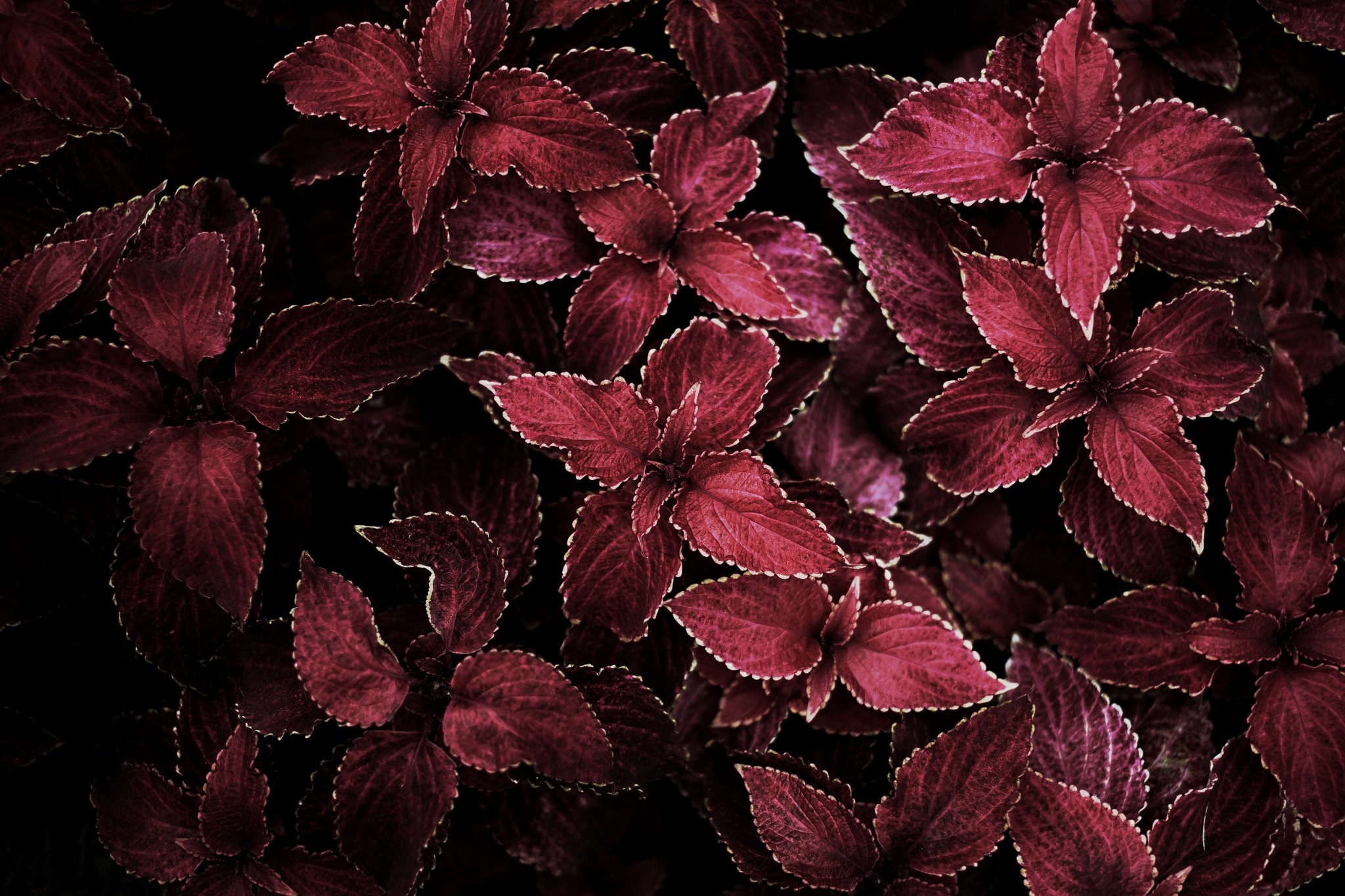 Close-up of deep red coleus leaves with serrated edges HD Wallpaper