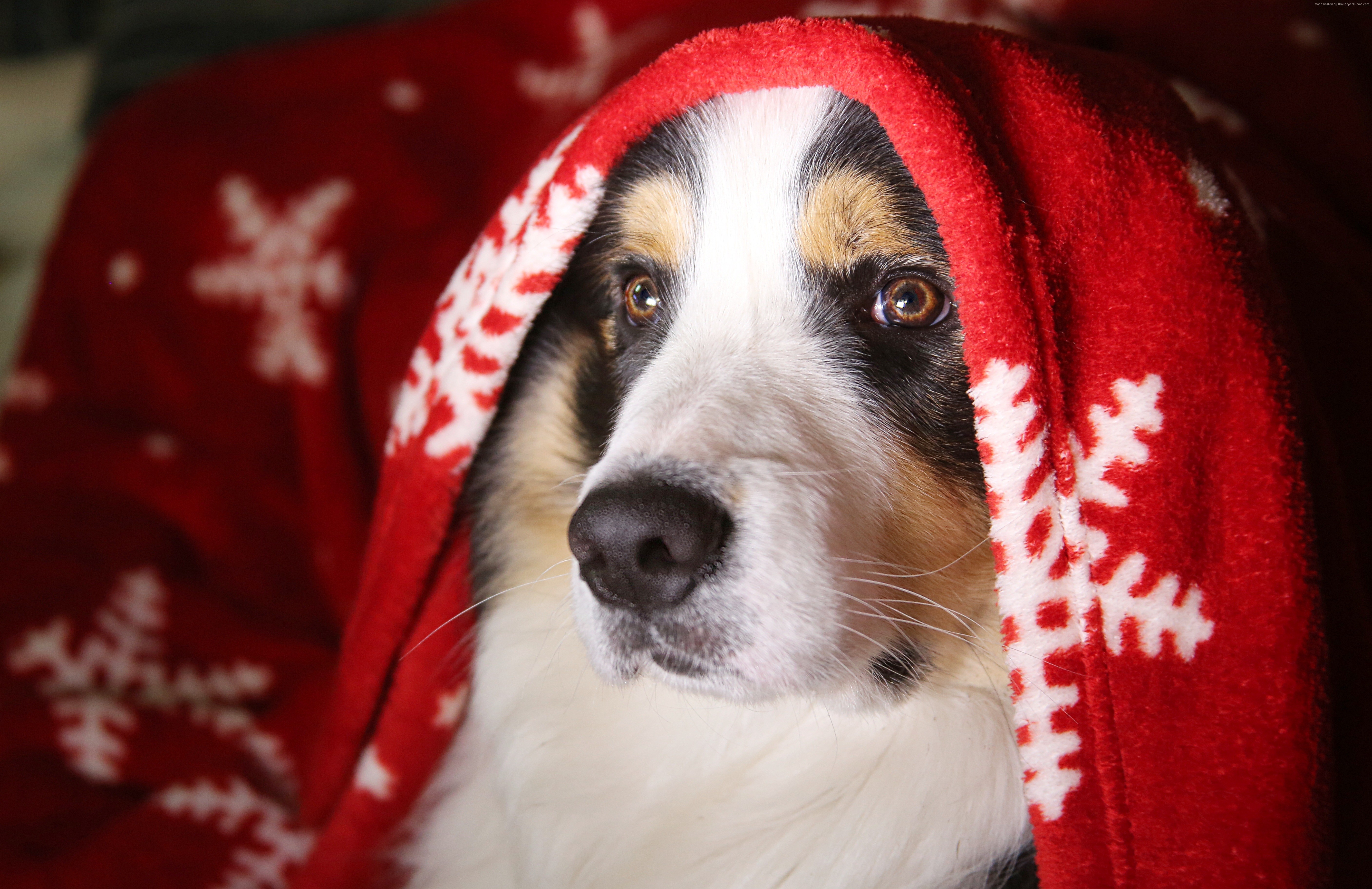 Dog wrapped in a red snowflake blanket HD Wallpaper