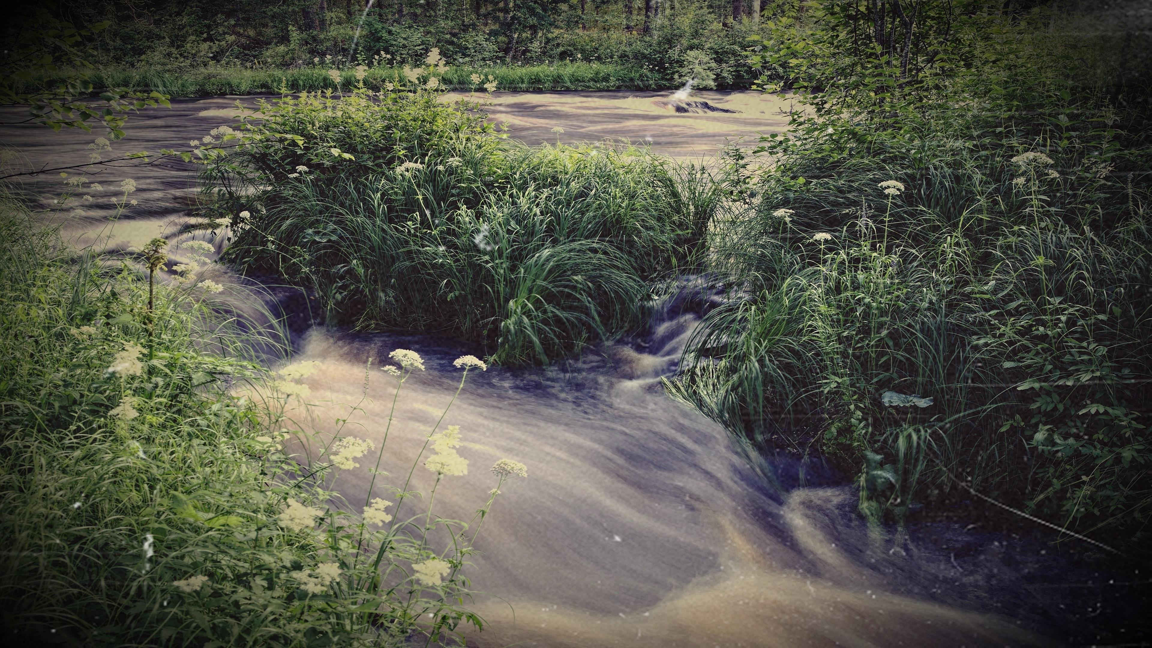 A stream flows through a lush green forest with white flowers. HD Wallpaper