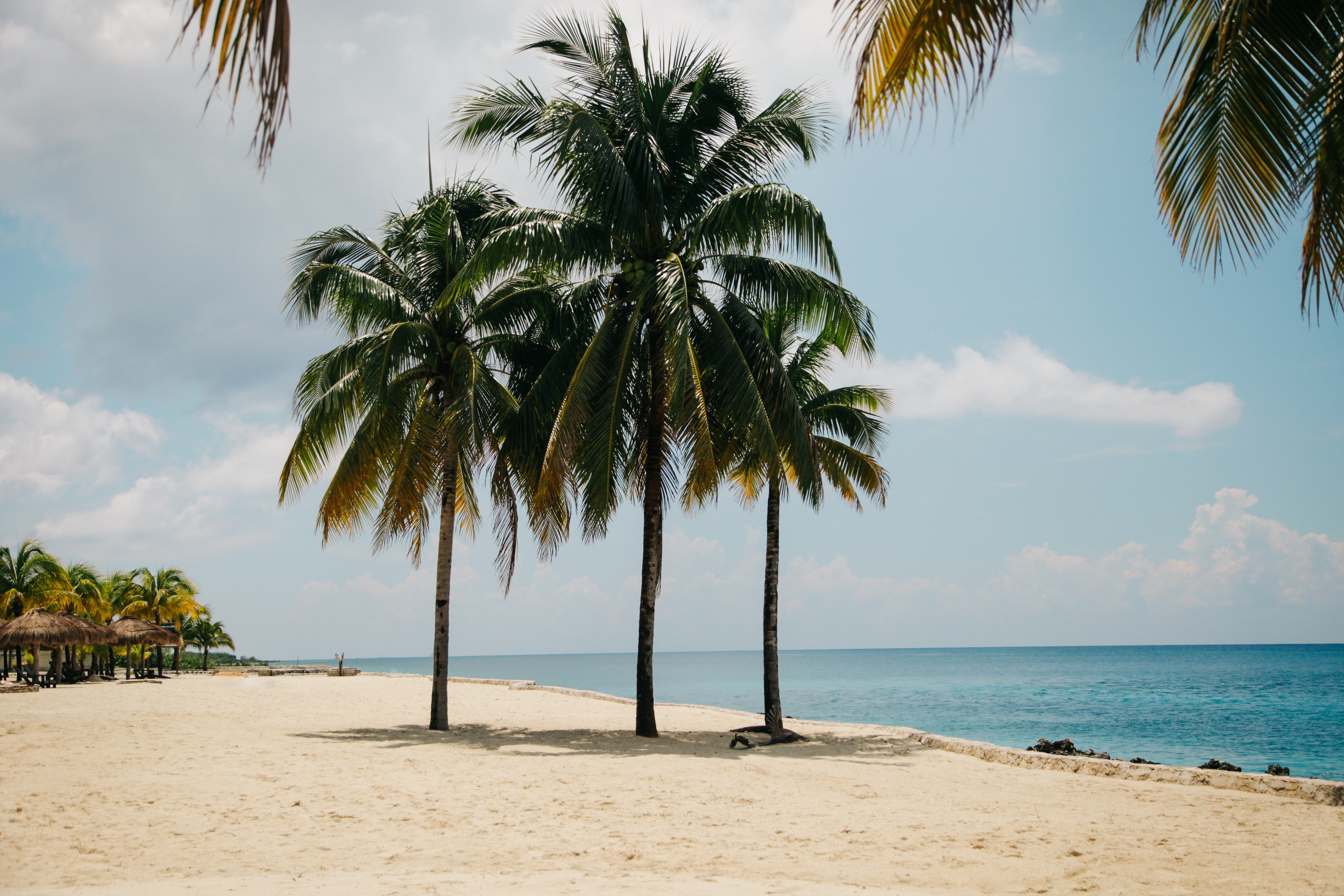 Palm trees on a sandy beach by the ocean HD Wallpaper