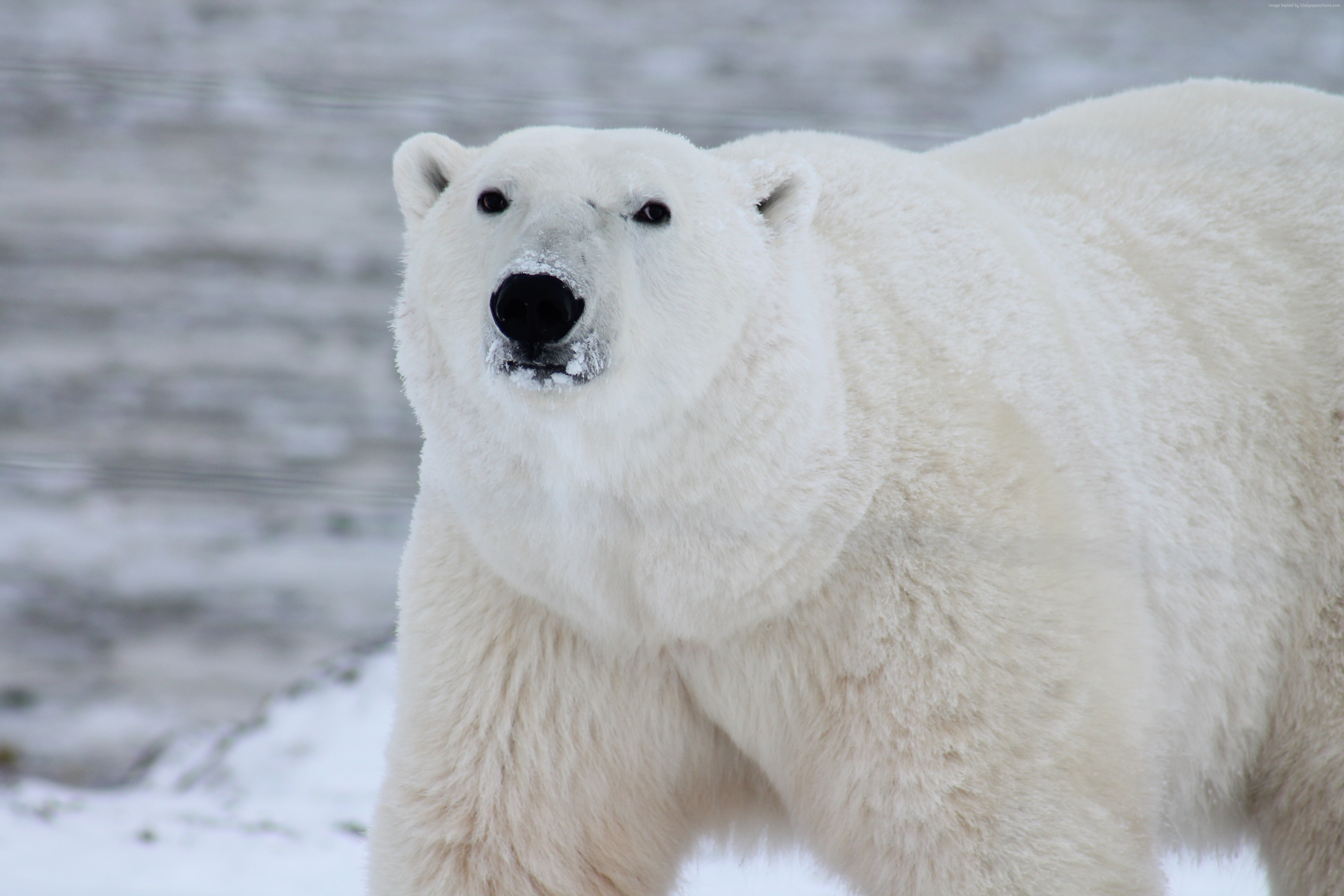 Polar Bear in Snow HD Wallpaper
