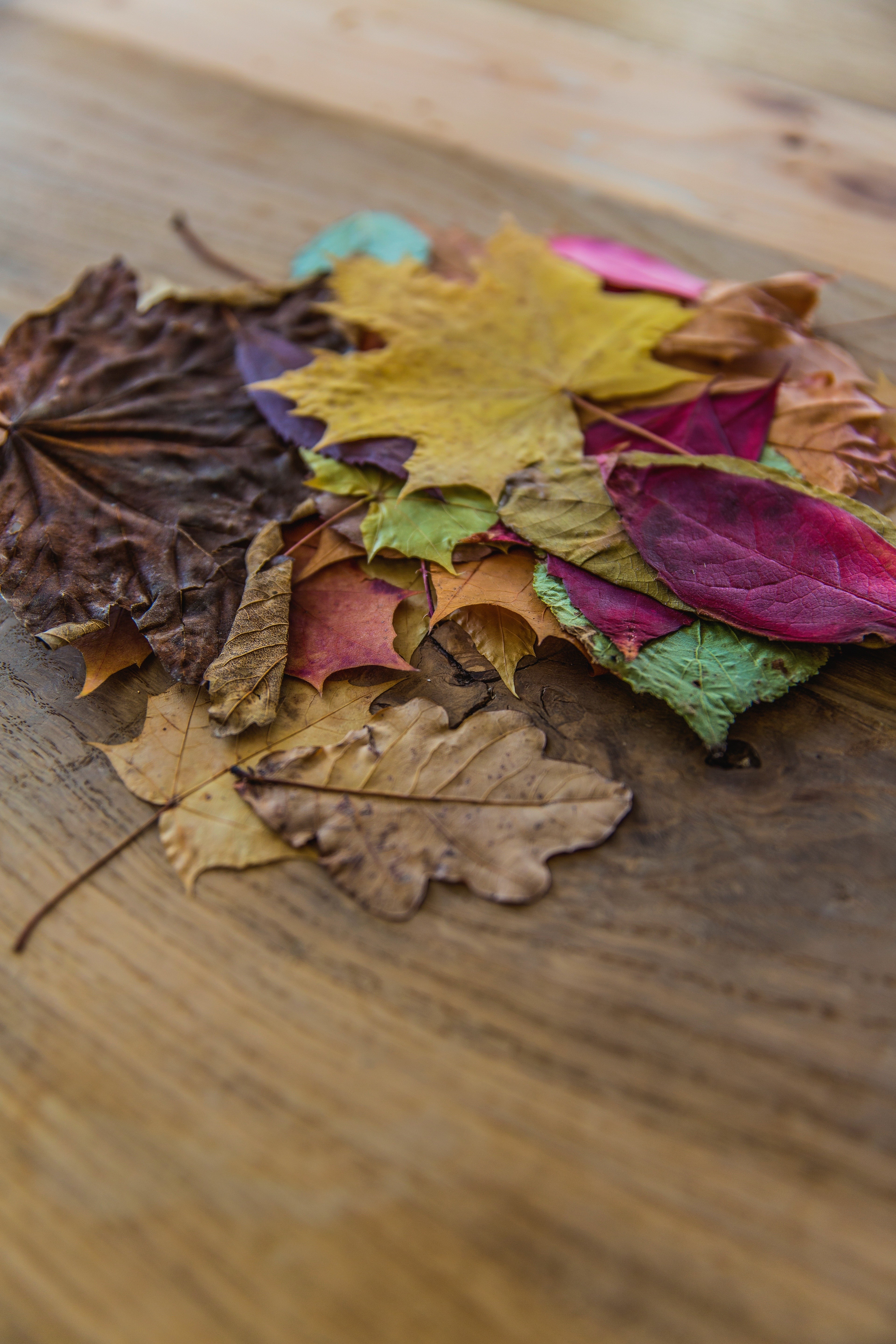 Pile of colorful autumn leaves on a wooden surface HD Wallpaper
