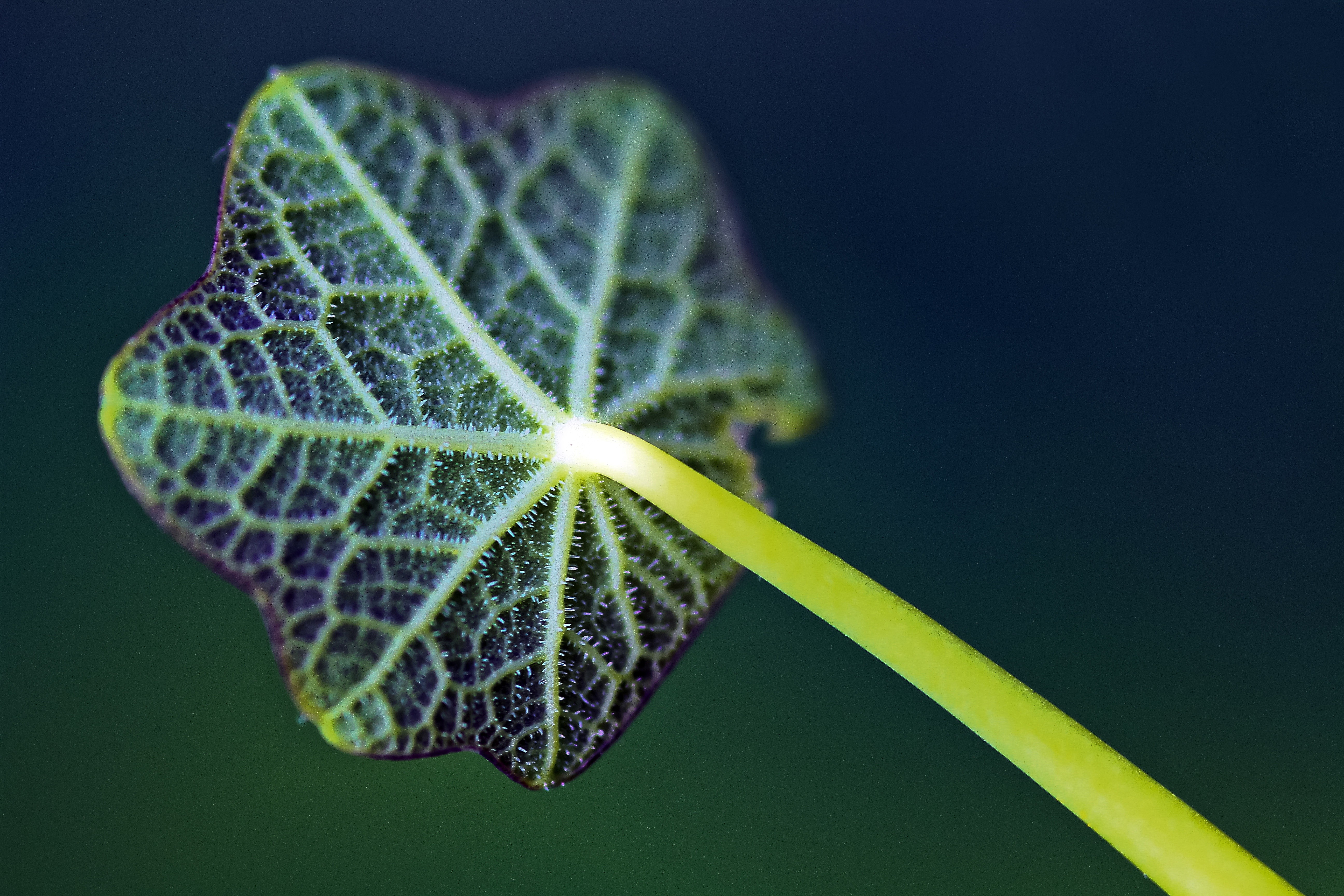 Close-up of a green leaf with visible veins and stem HD Wallpaper