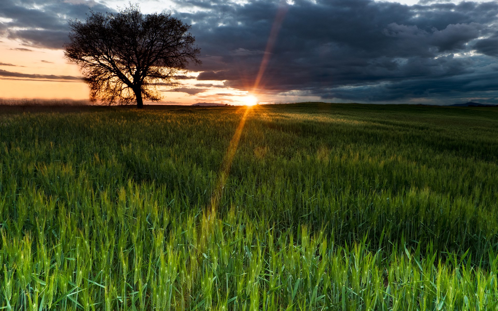 Tree in a field at sunset HD Wallpaper