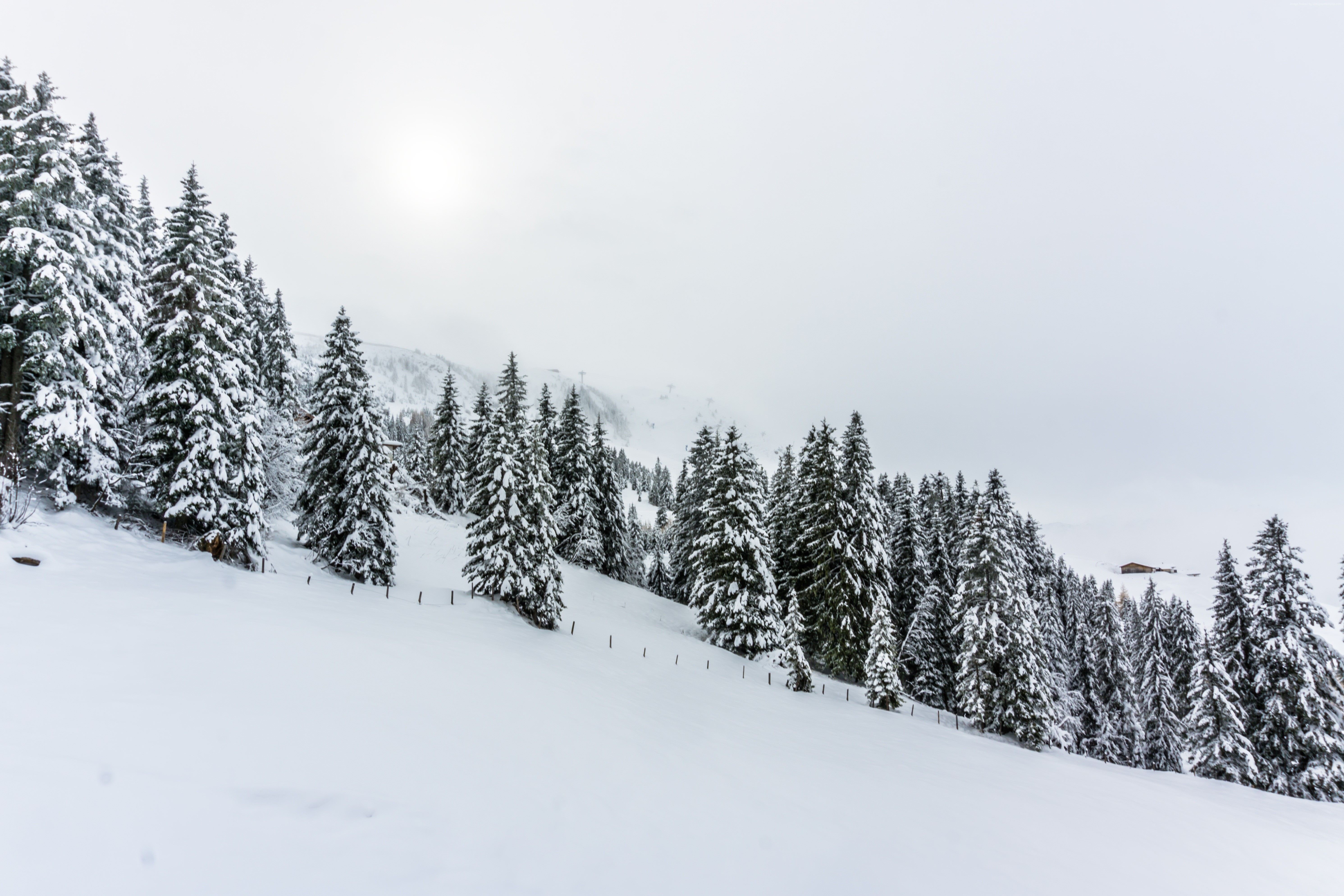 Snowy forest with trees and a distant building HD Wallpaper
