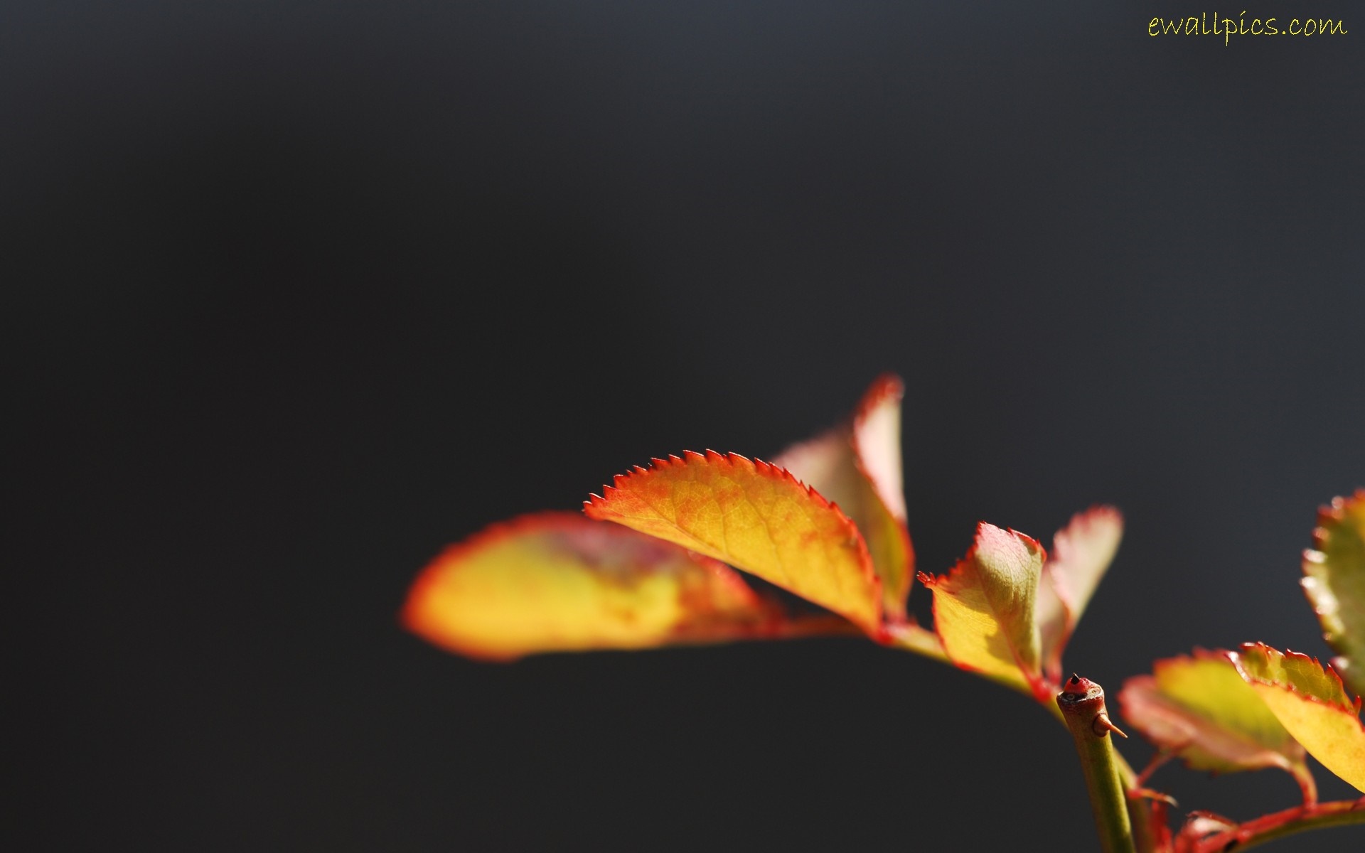 Close up of autumn leaves with red and yellow colors HD Wallpaper
