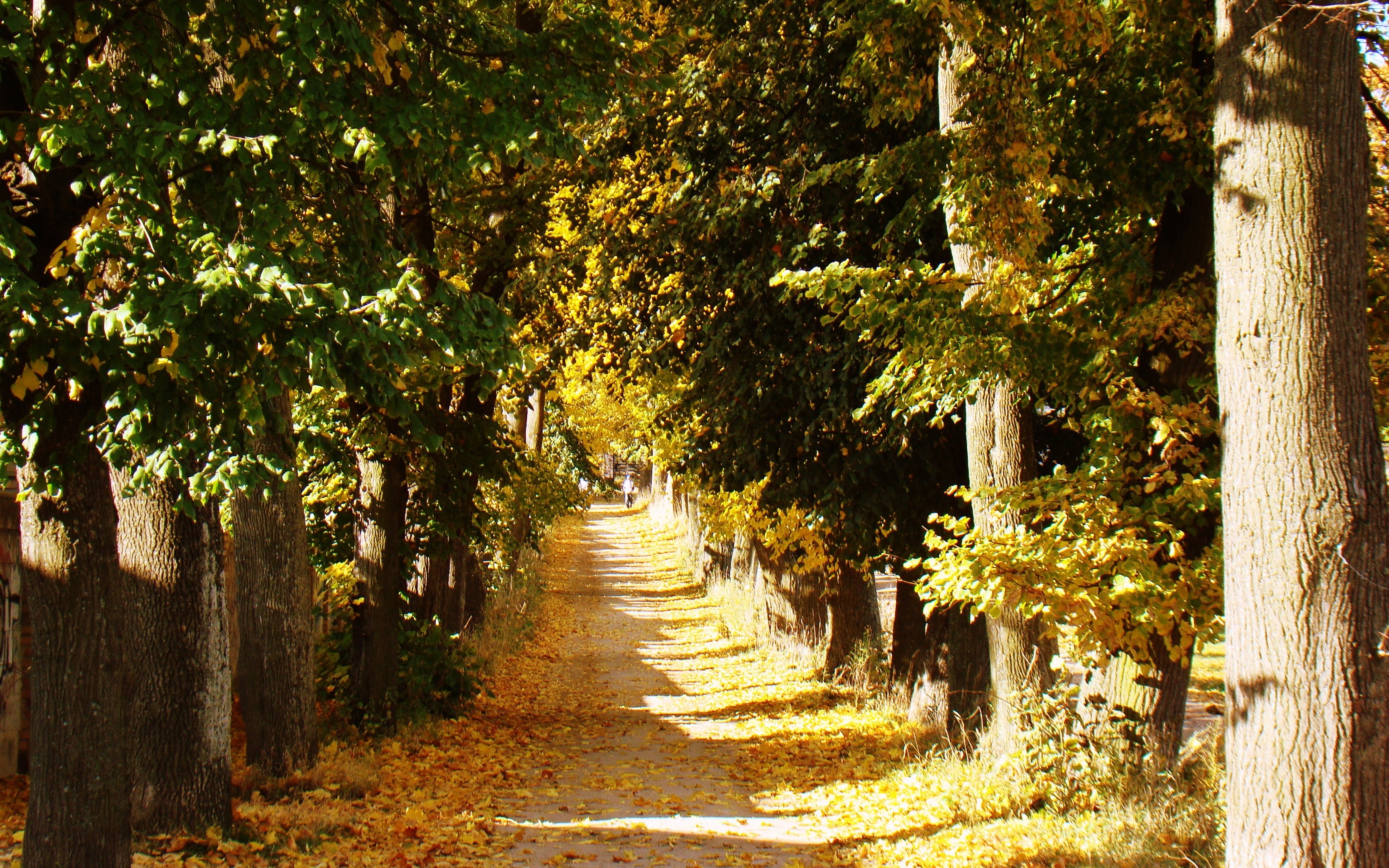 Autumn path lined with trees and fallen leaves HD Wallpaper
