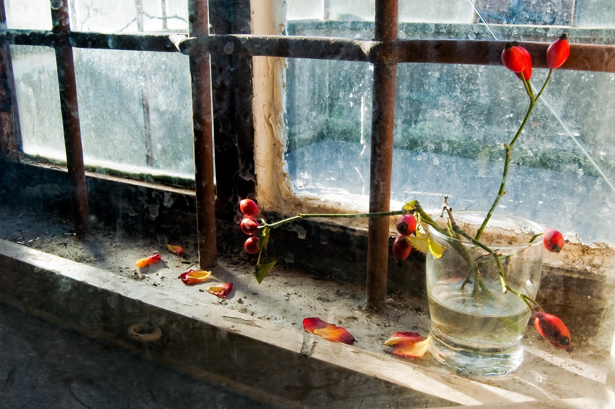Rosehips in a glass on a windowsill HD Wallpaper