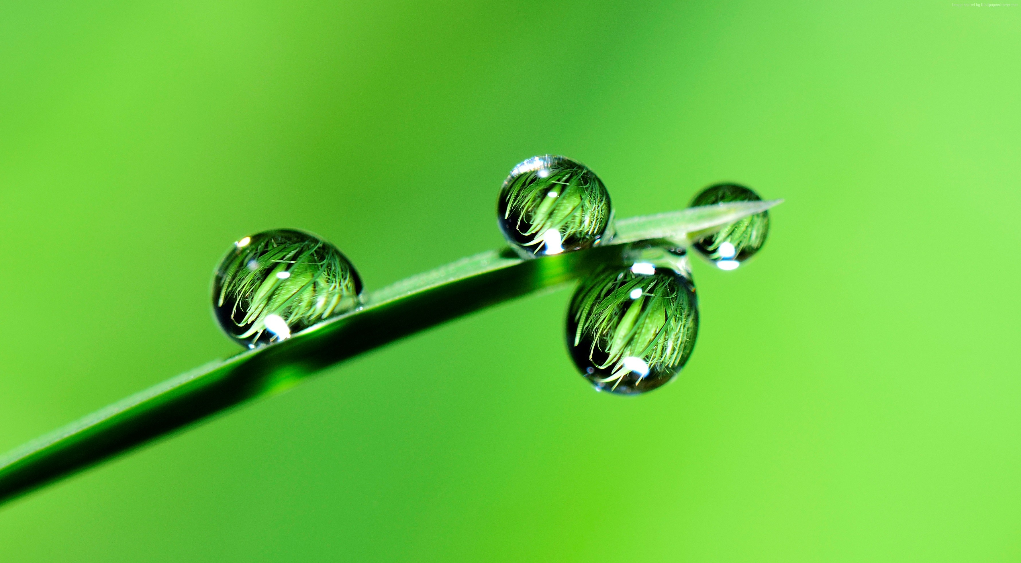 Four water drops on a green grass blade HD Wallpaper