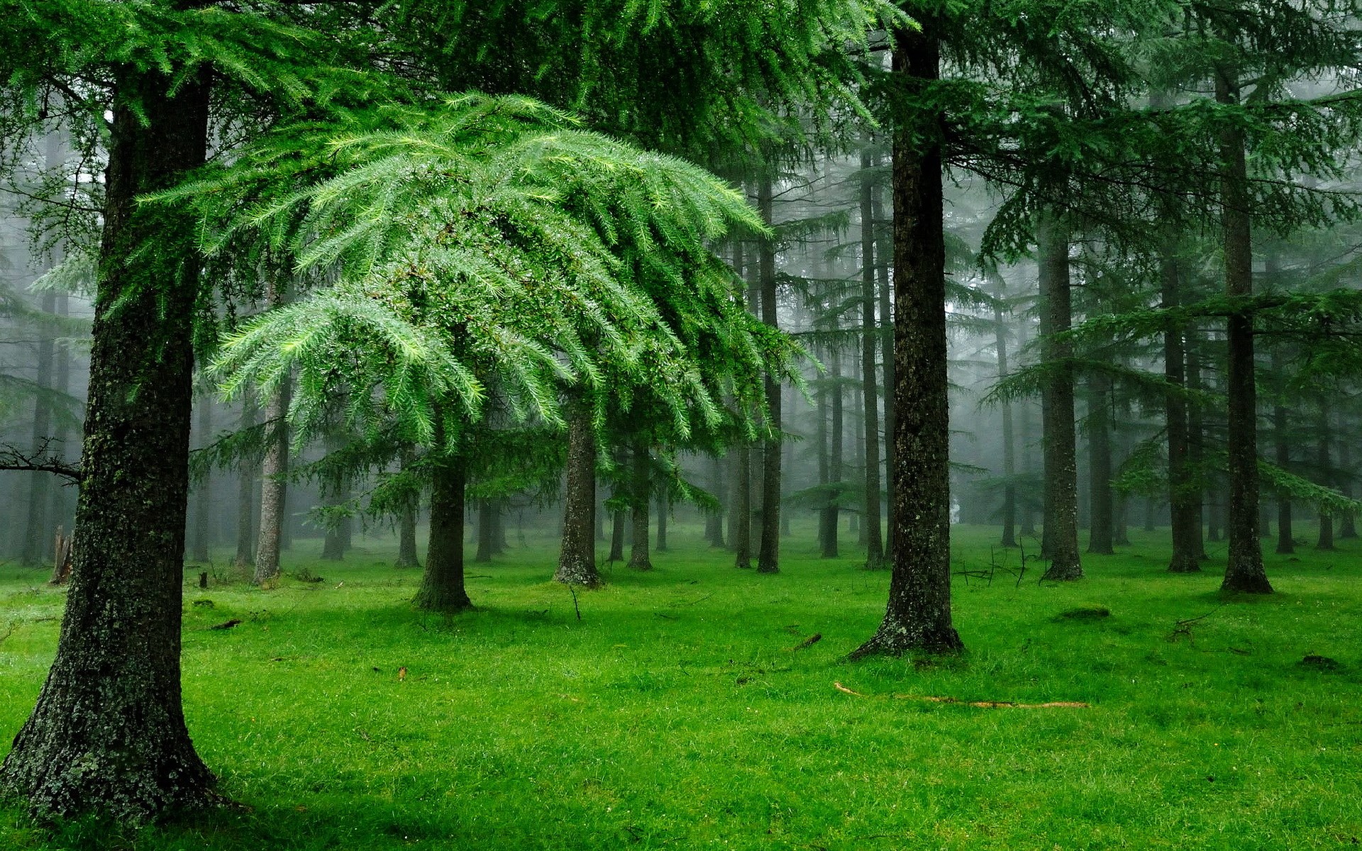 A dense forest with tall trees and green grass HD Wallpaper