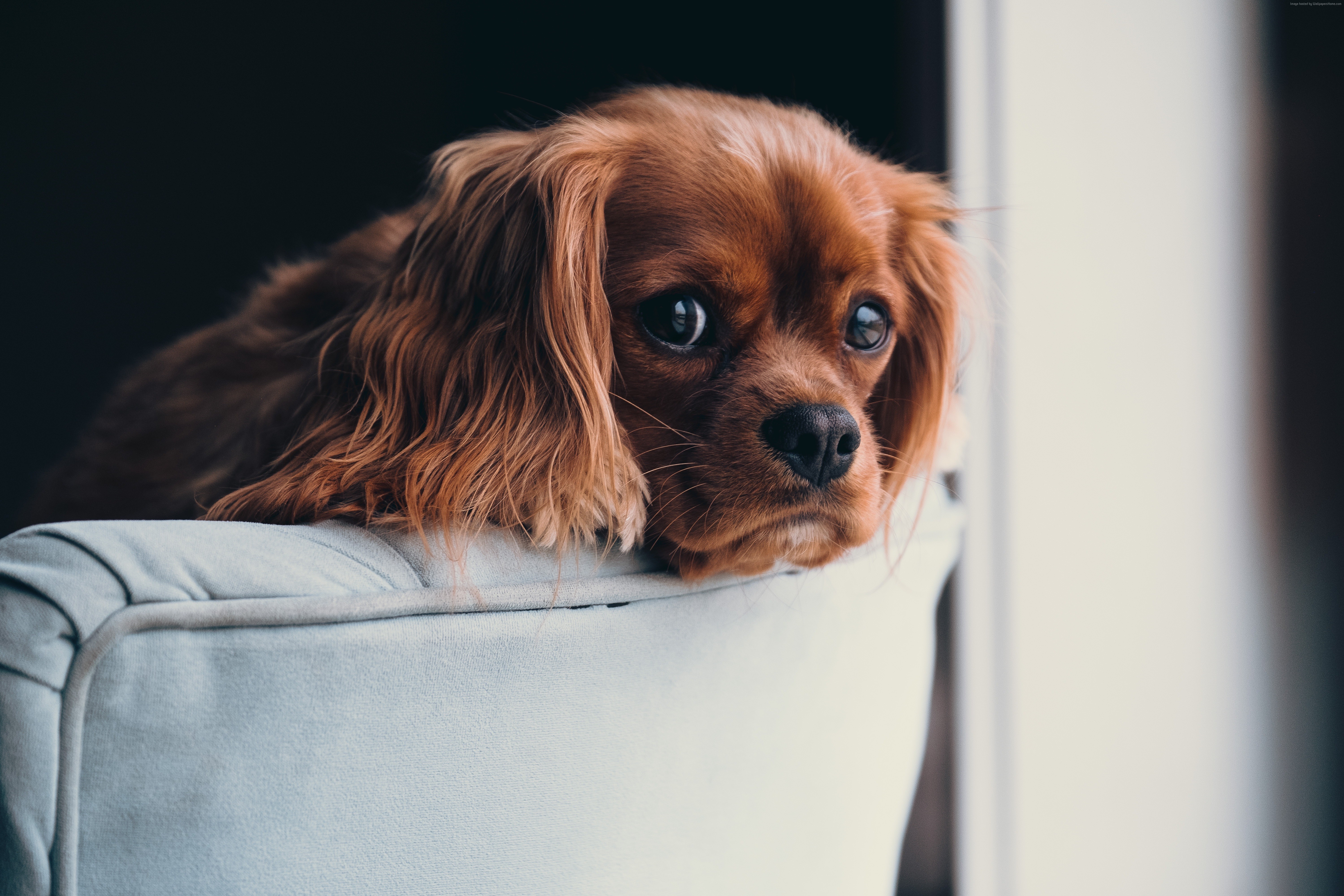 Cute Cavalier King Charles Spaniel puppy on a couch HD Wallpaper