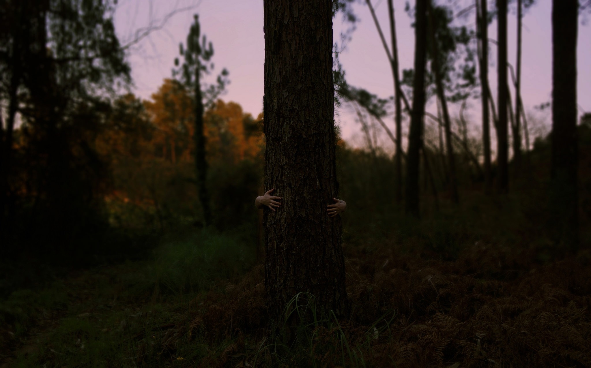 Hands hugging a tree in a dark forest at dusk HD Wallpaper