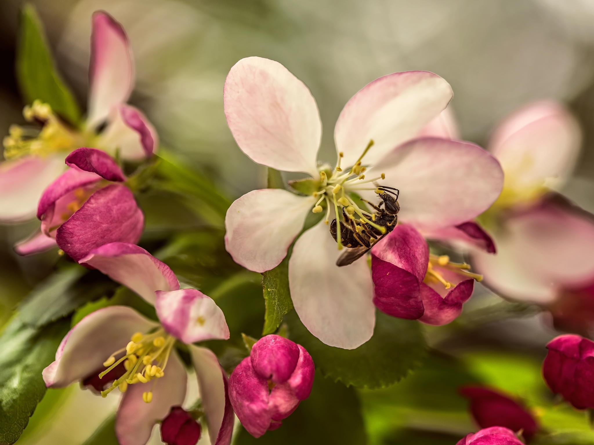 Close-up of a bee on pink and white apple blossoms HD Wallpaper