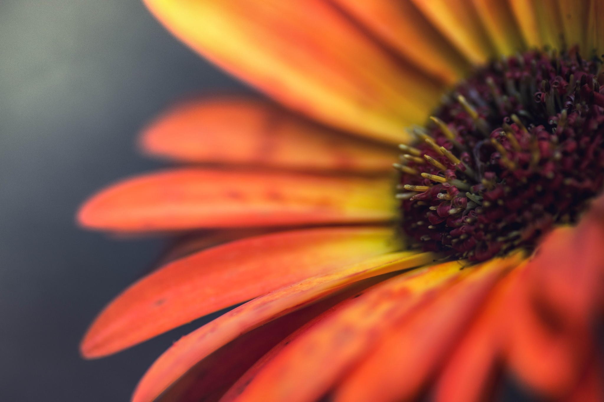 Close-up macro photography of an orange and yellow flower petal HD Wallpaper
