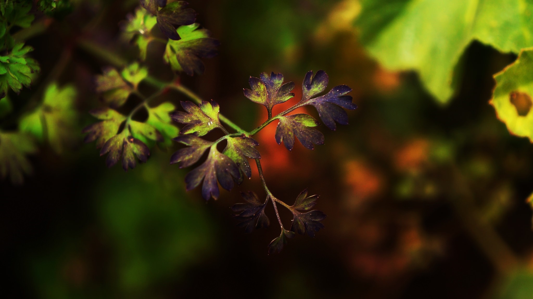 Close-up of purple and green leaves with shallow depth of field HD Wallpaper