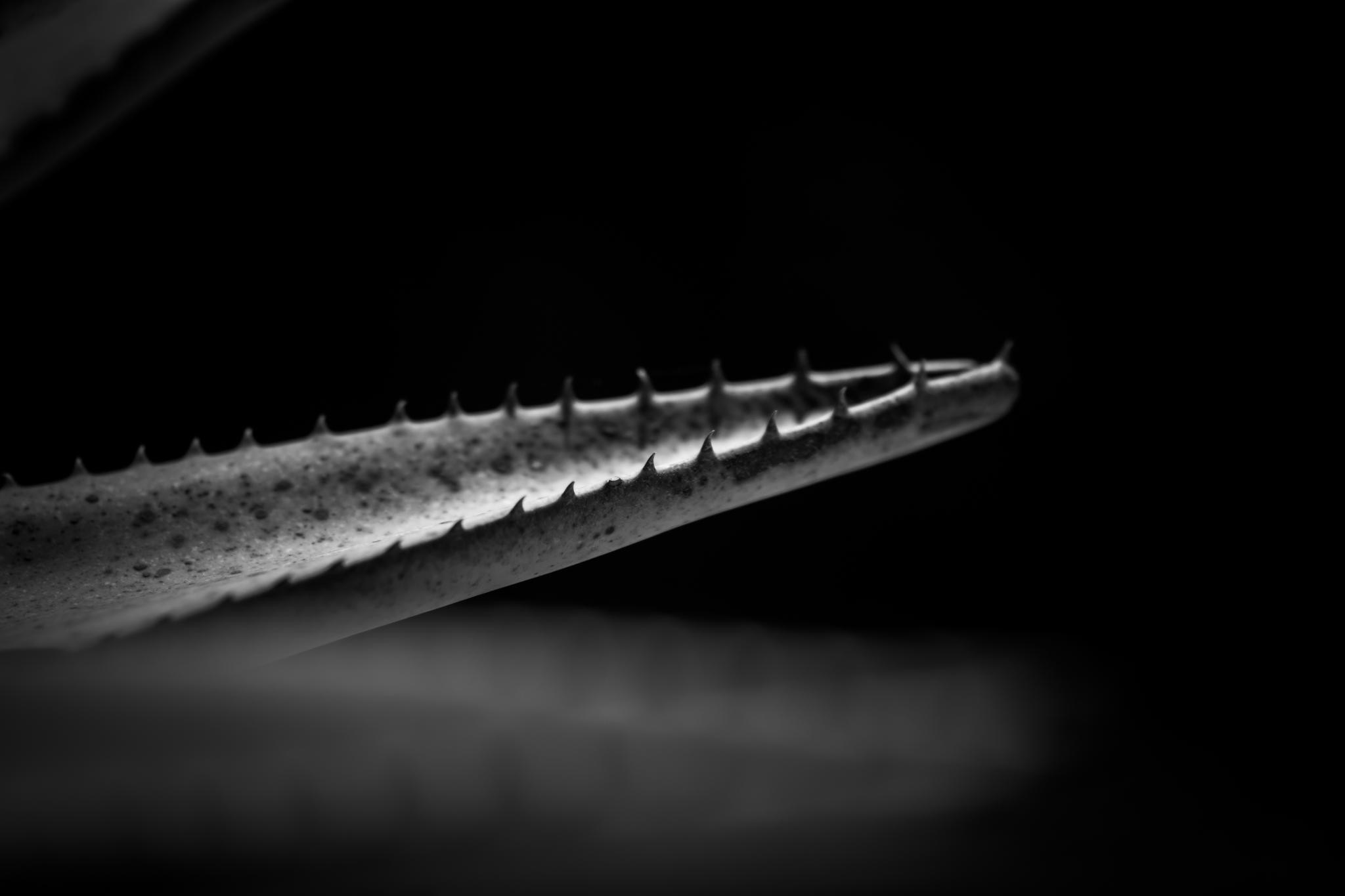 Macro photography of an aloe vera leaf with thorns HD Wallpaper