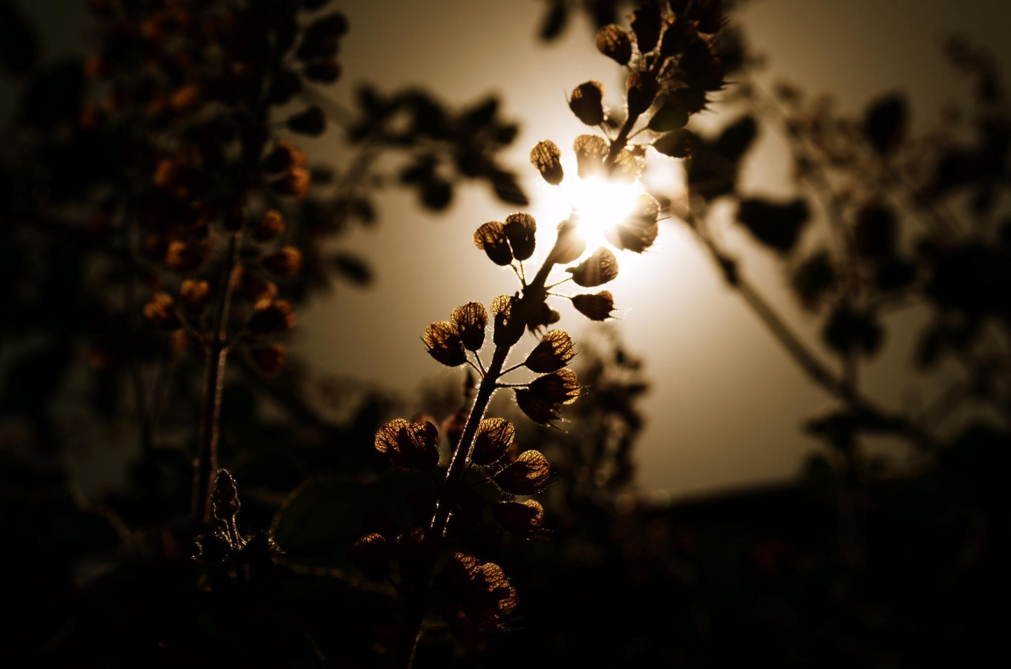 Sunlight shining through backlit flower buds on a branch HD Wallpaper