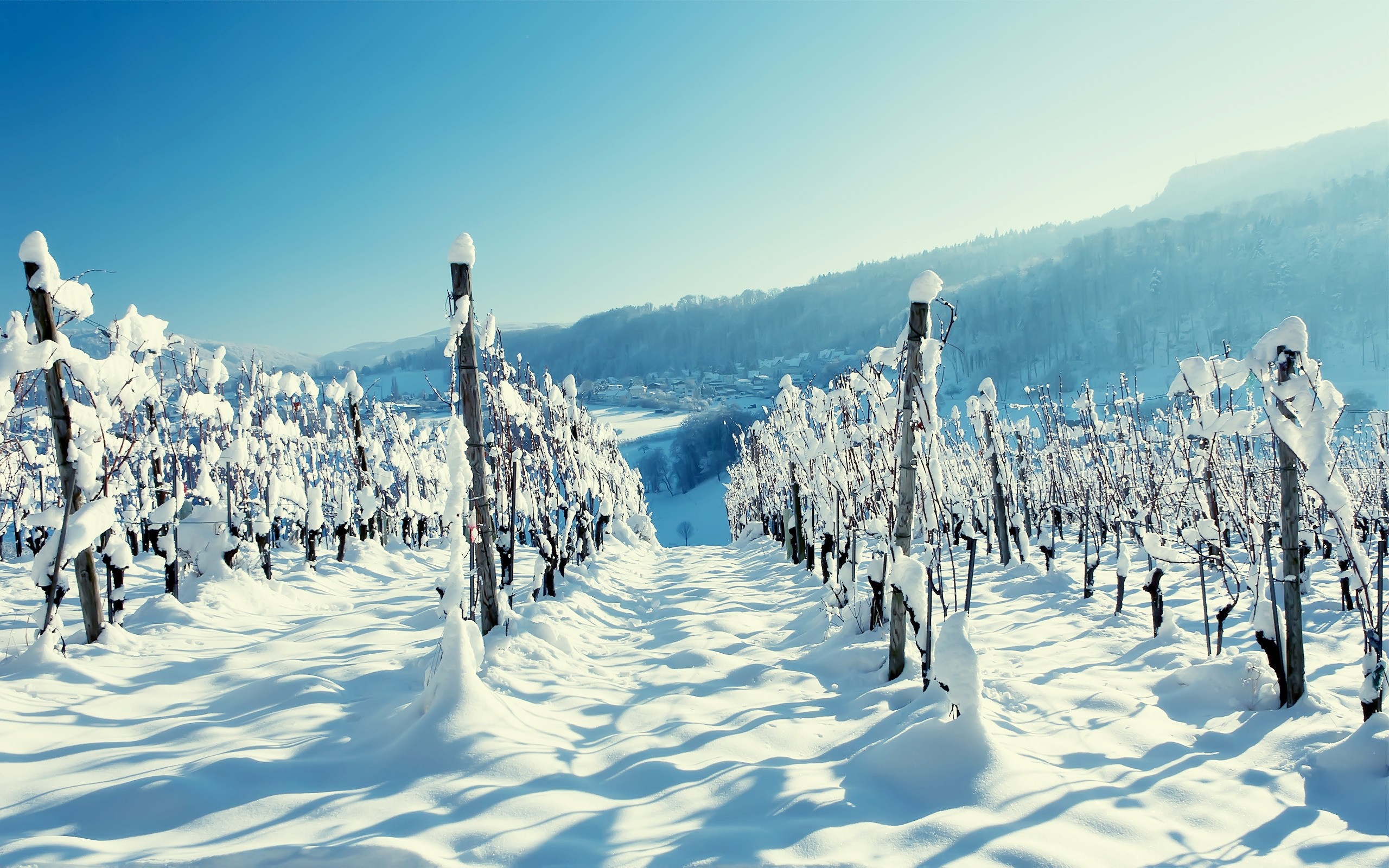 Snow-covered vineyard in the Alps under a clear blue sky HD Wallpaper