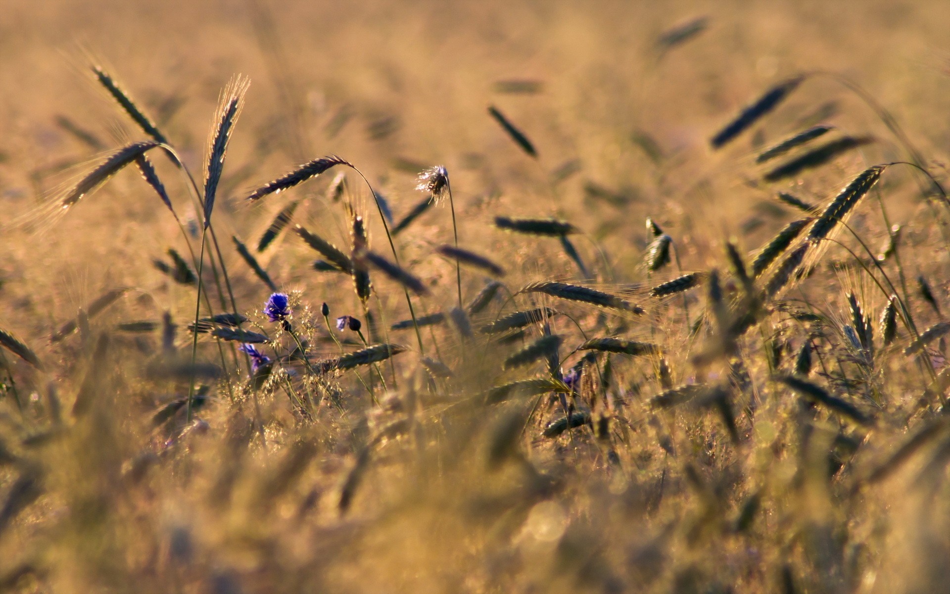 Close-up of rye field with blue flowers at sunset HD Wallpaper